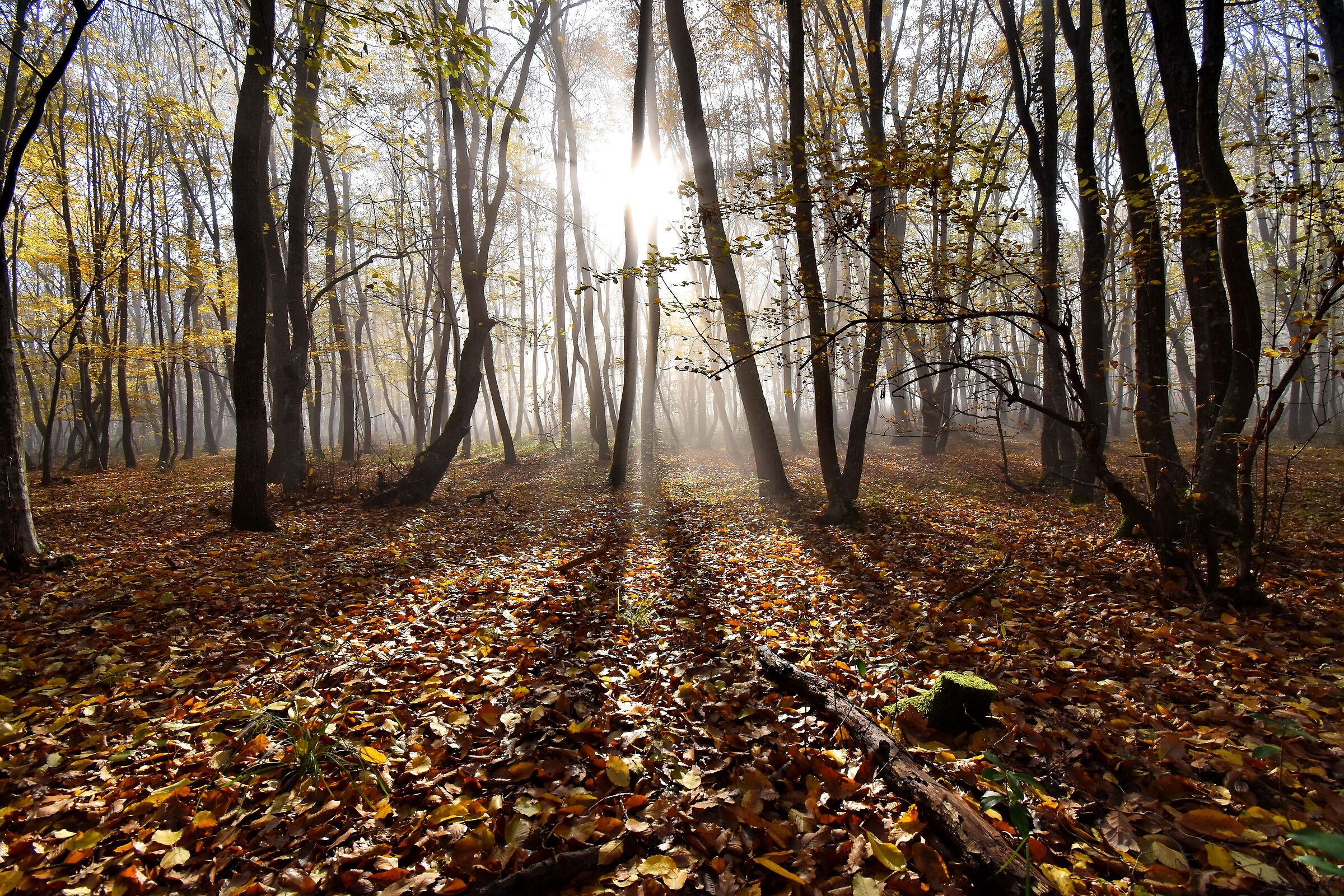 foresta di luce inversa