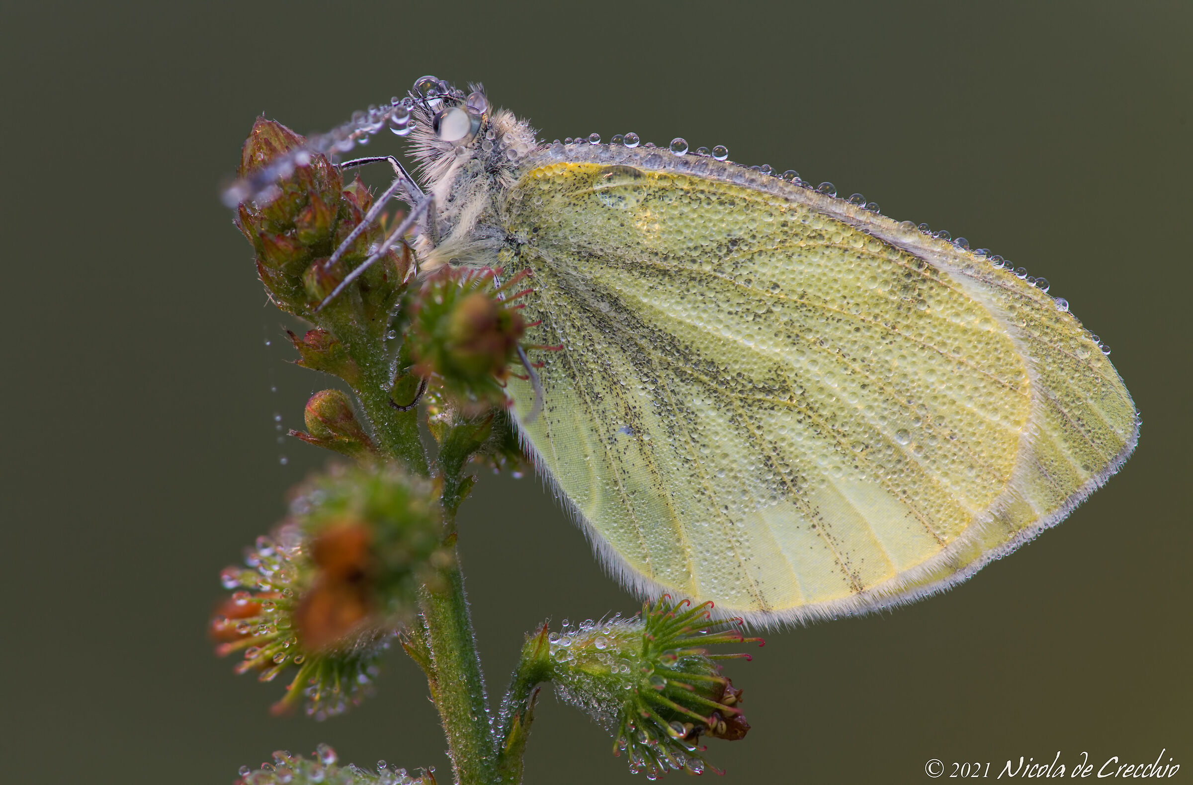 End of season sales: the minor cabbage