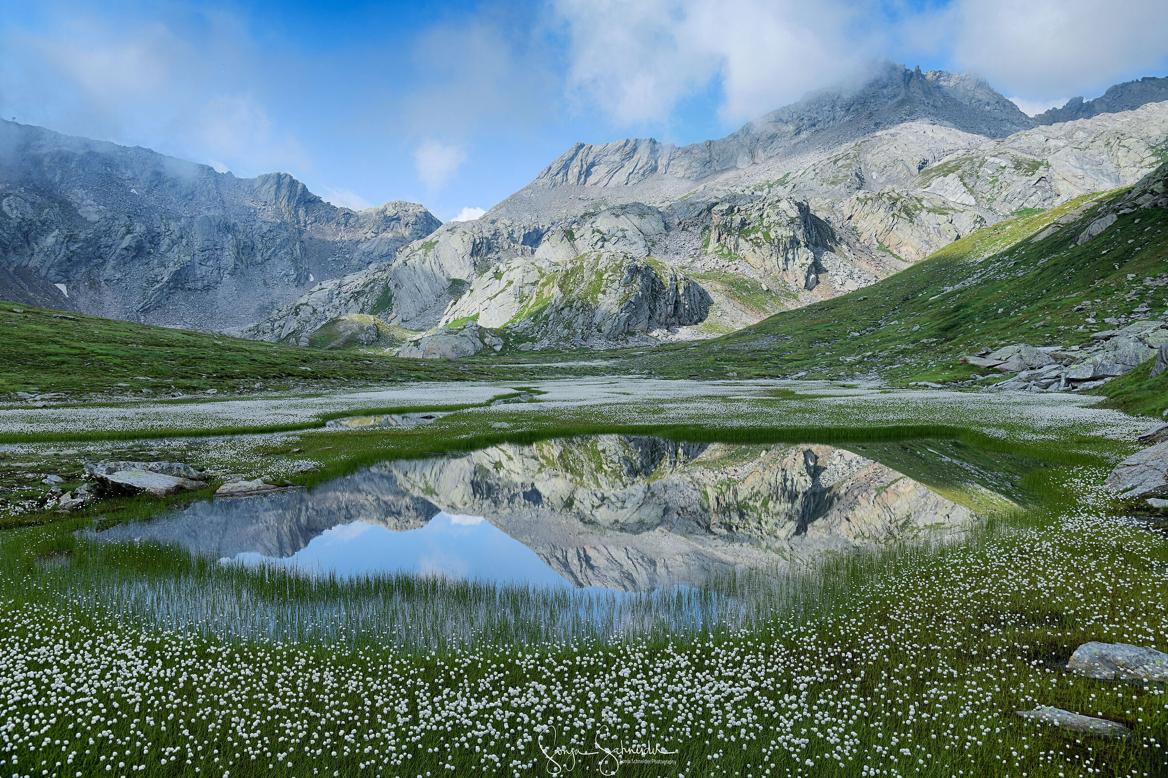 A sea of fluffy cottongrass