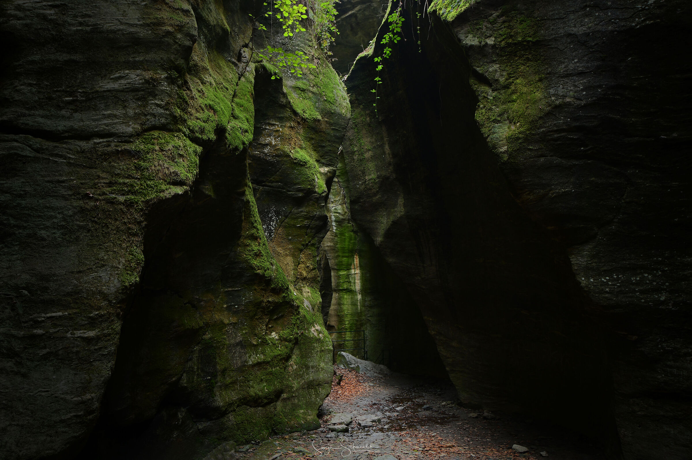 A rustle in the wind reminds us a fairy is near.