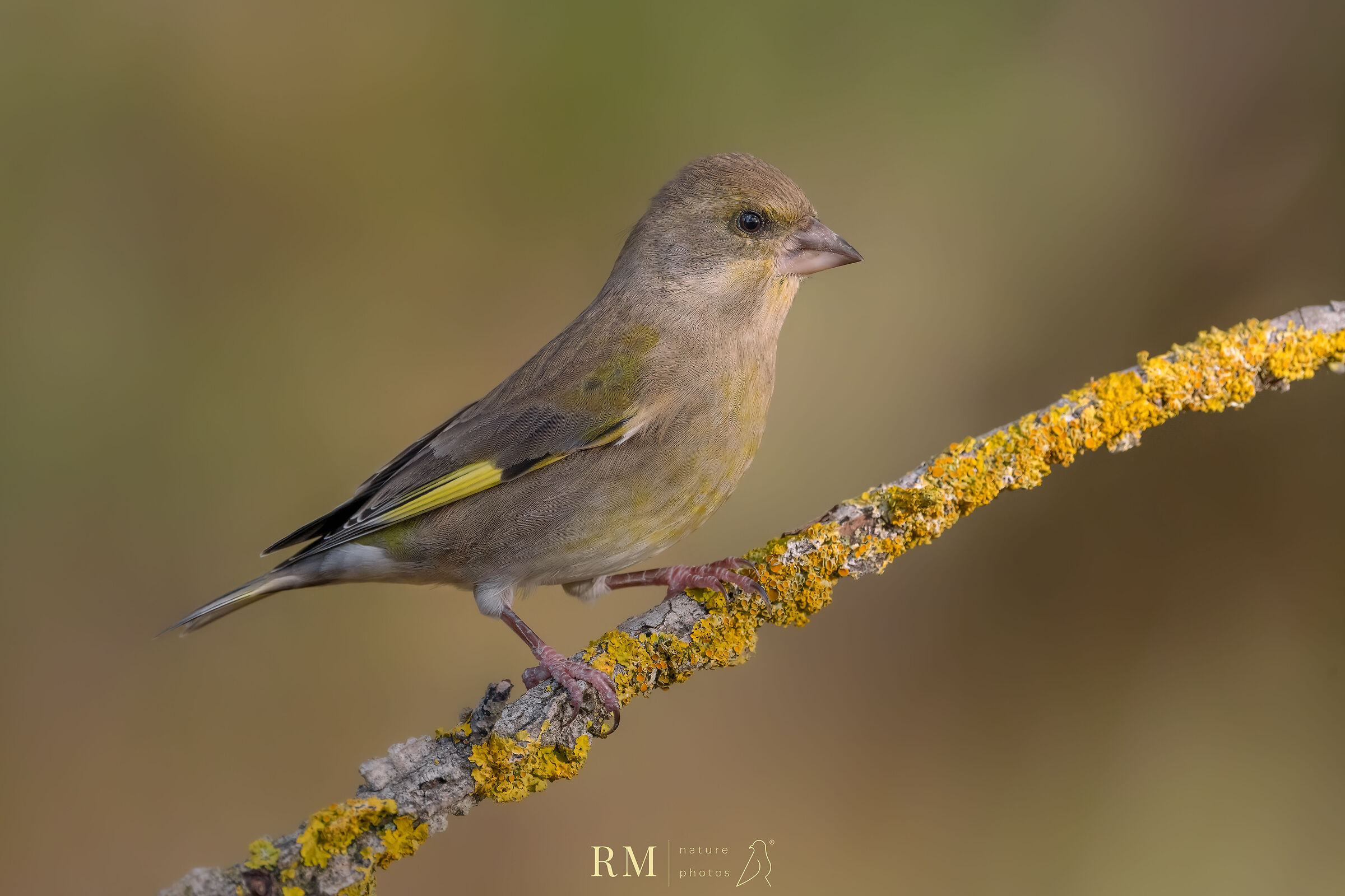 Greenfinch