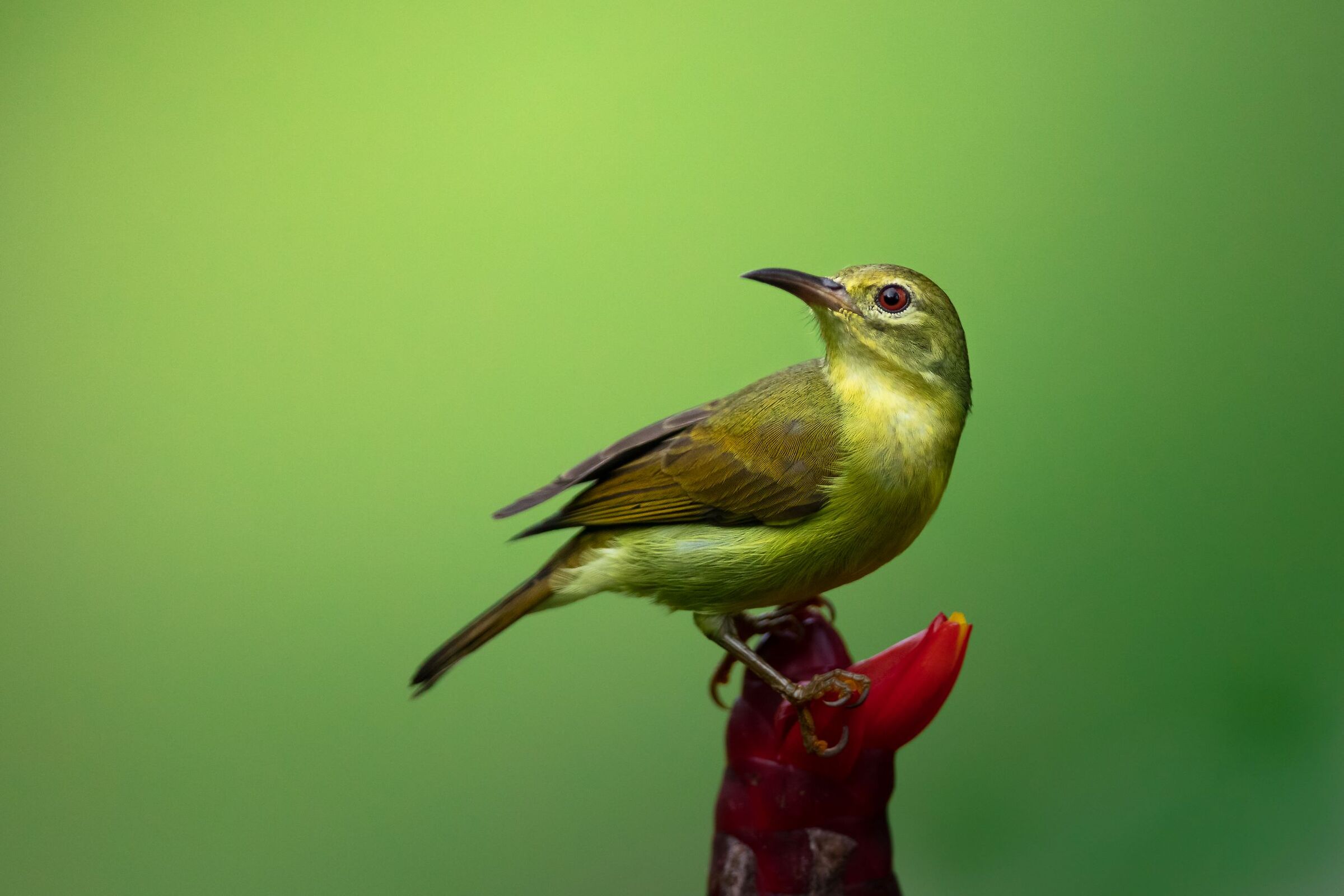 Nettarinia Golauniforme