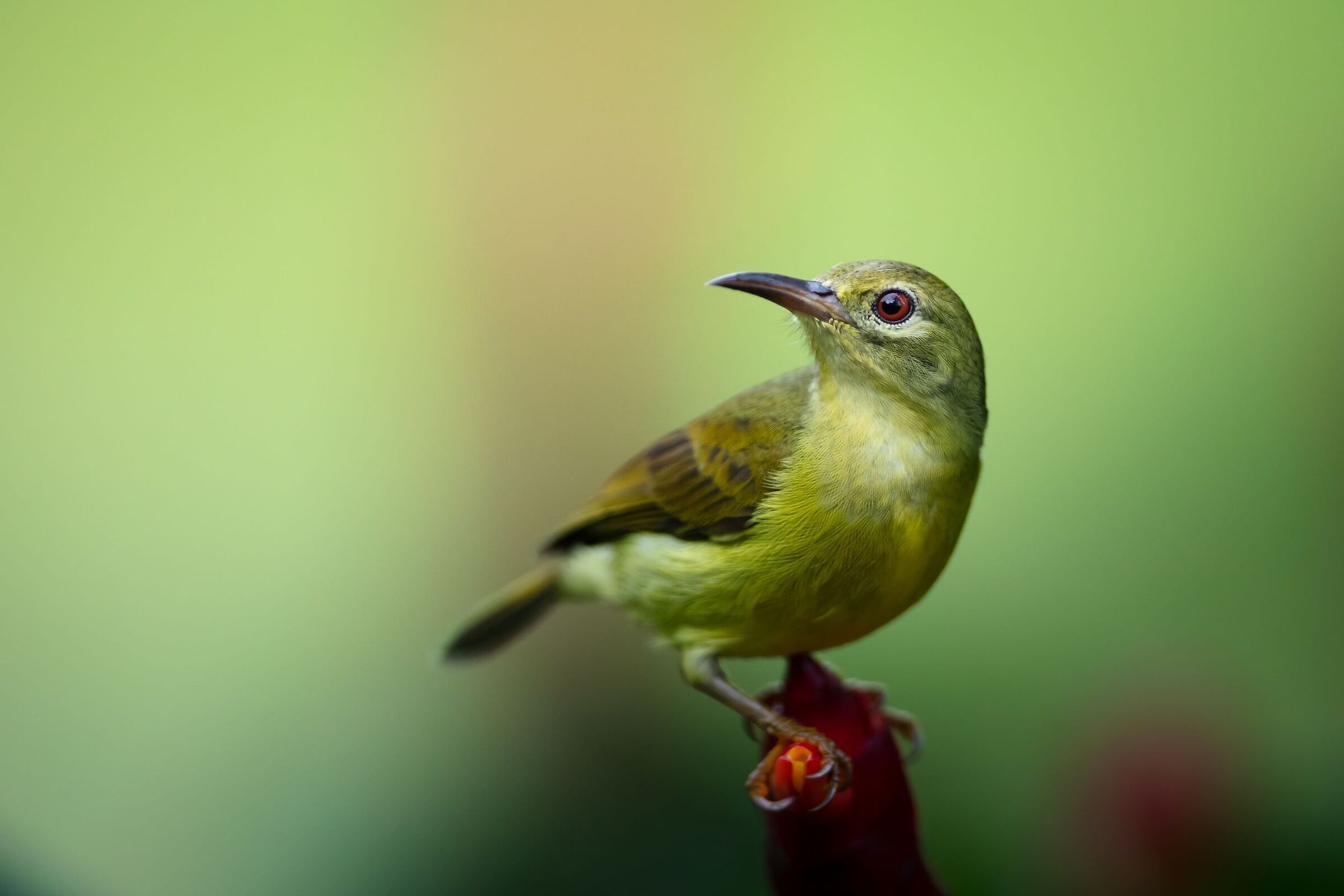 Nettarinia Golauniforme