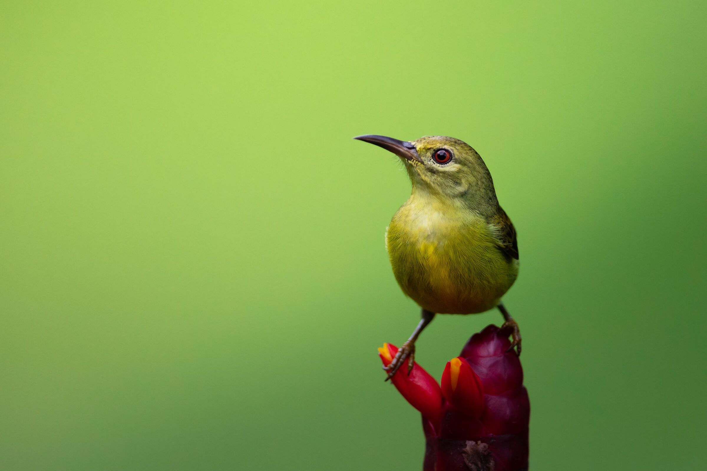 Nettarinia Golauniforme