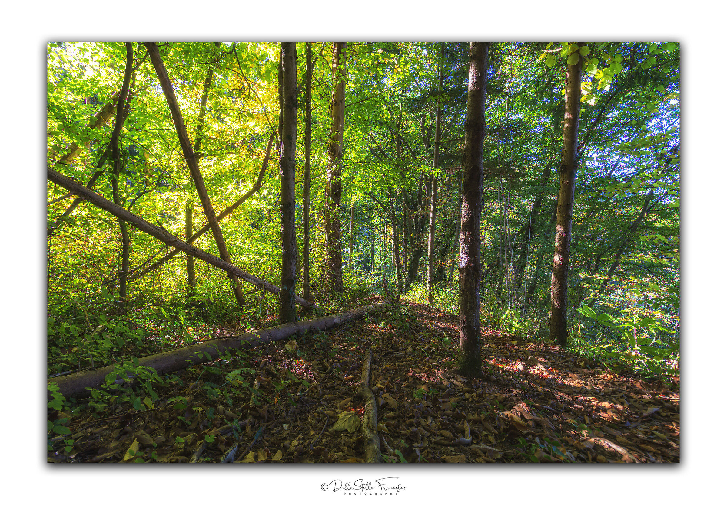 Between yellow and green