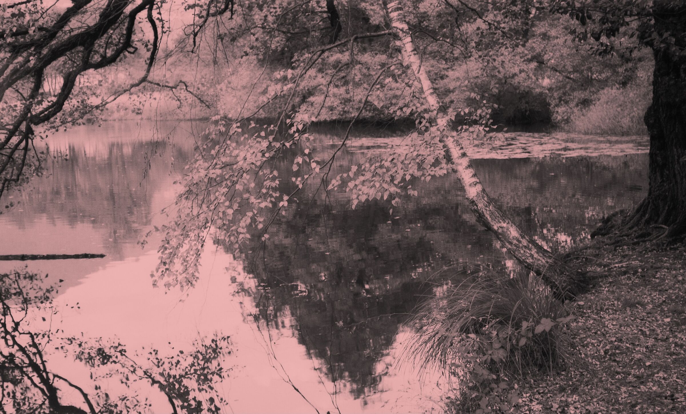 Composizione naturale