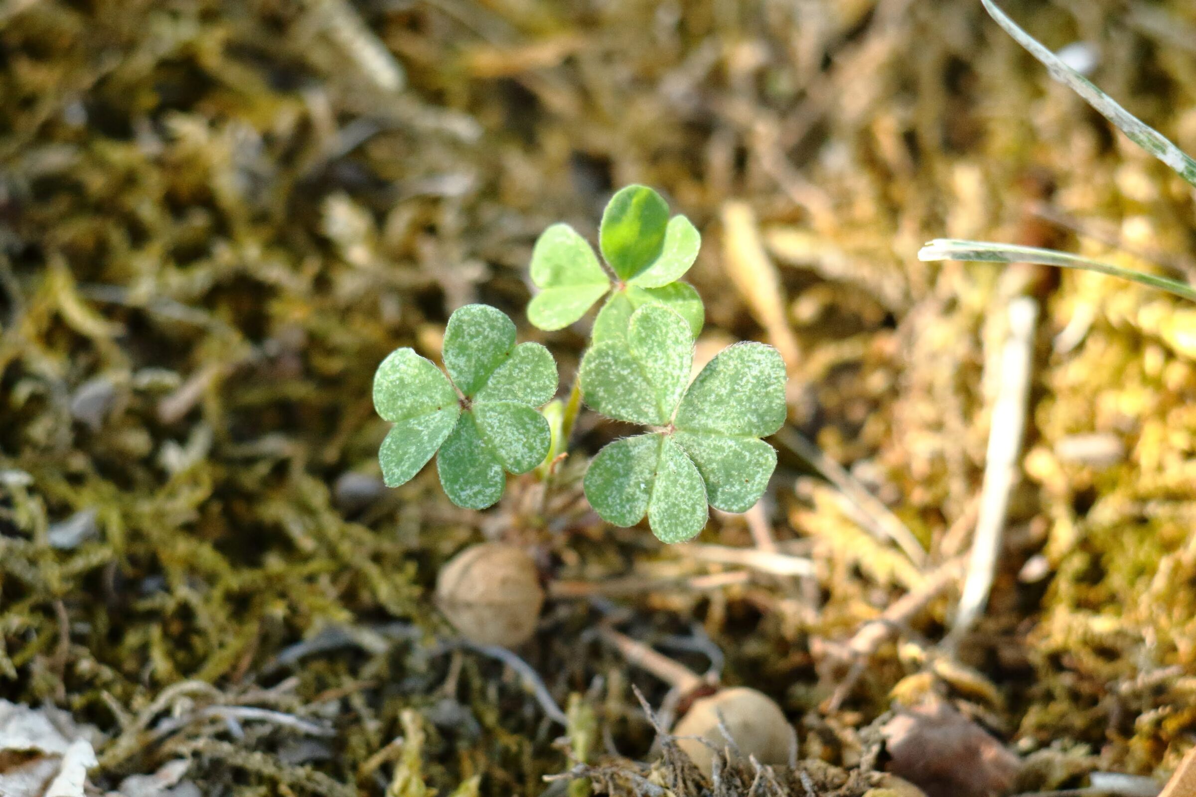 Looking for the four-leaf clover