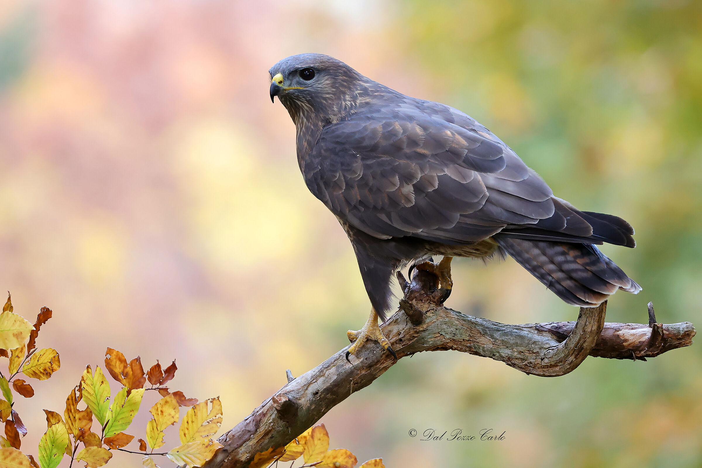 Buzzard