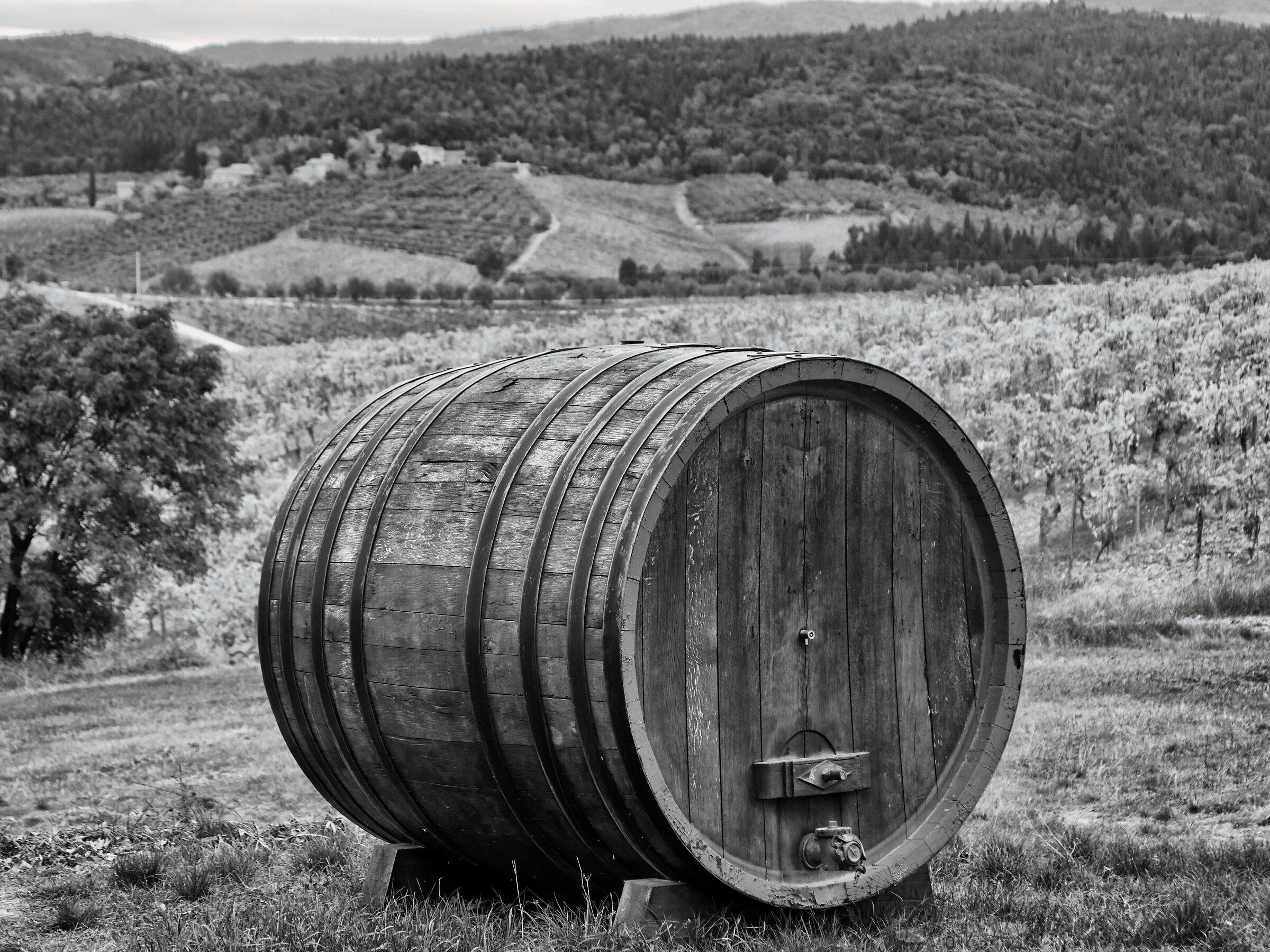 (Castellina in) chianti