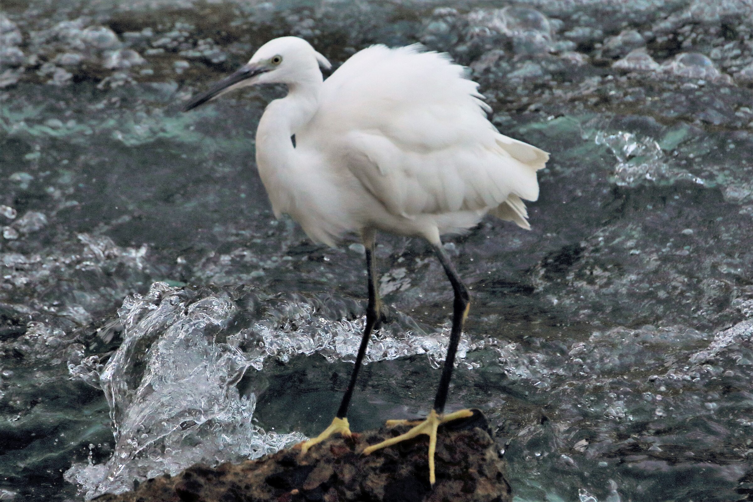 egret