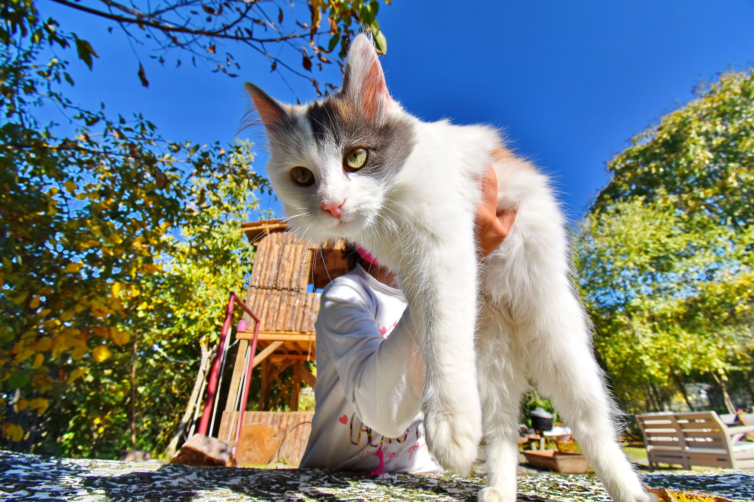 gatto di cotone