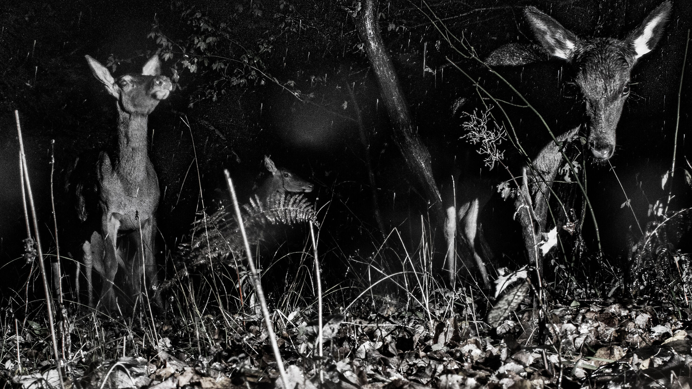 Cerve nel bosco