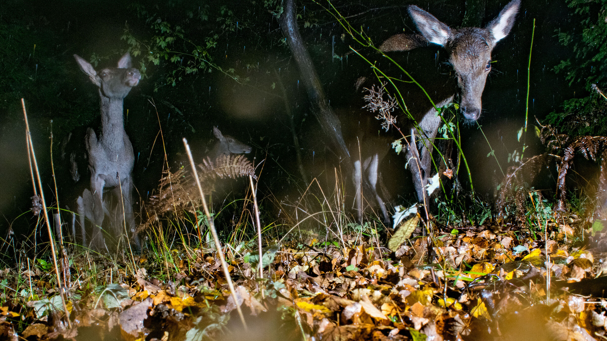 Pioggia, bosco e cervi