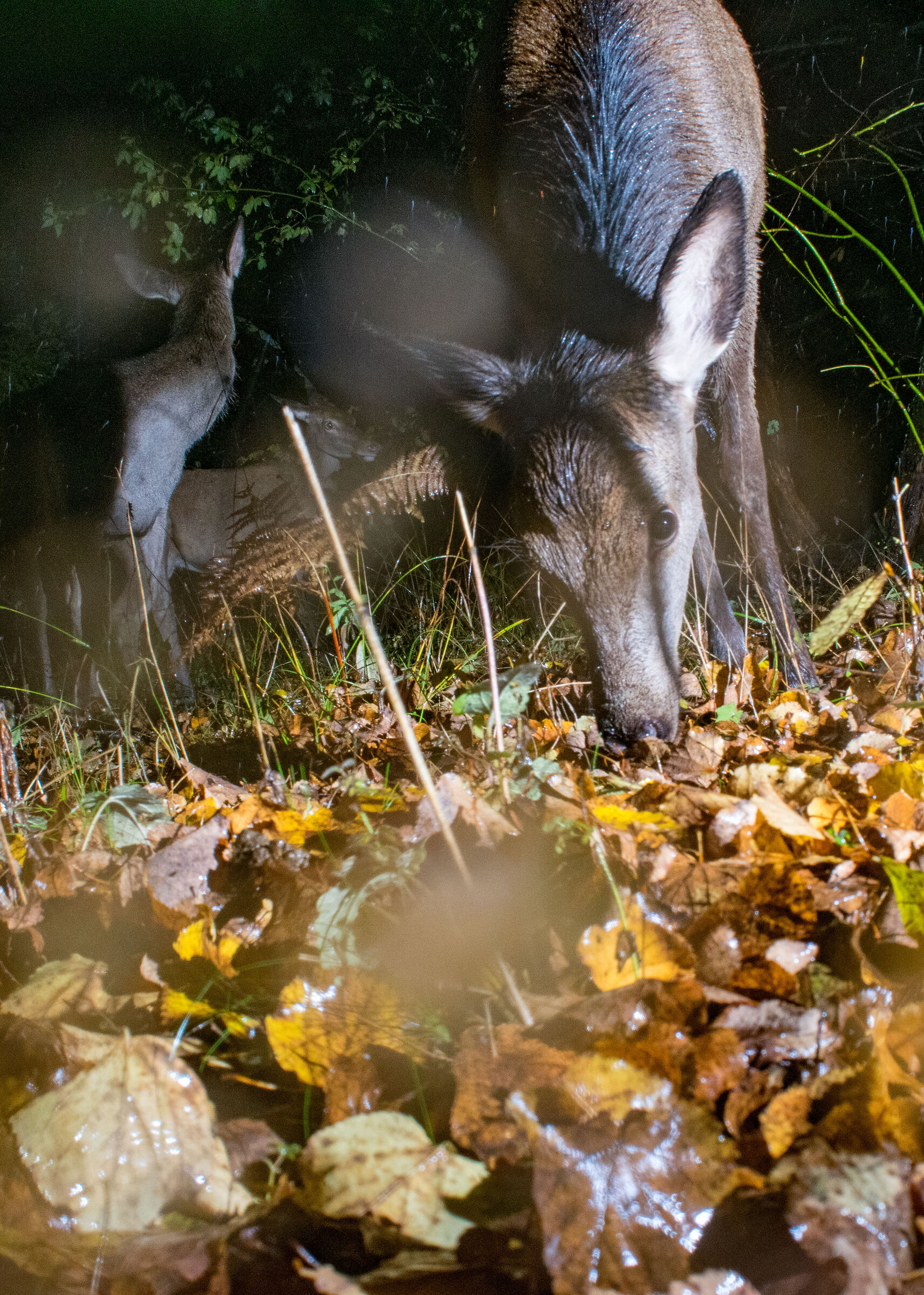 Pioggia, bosco e cervi 2