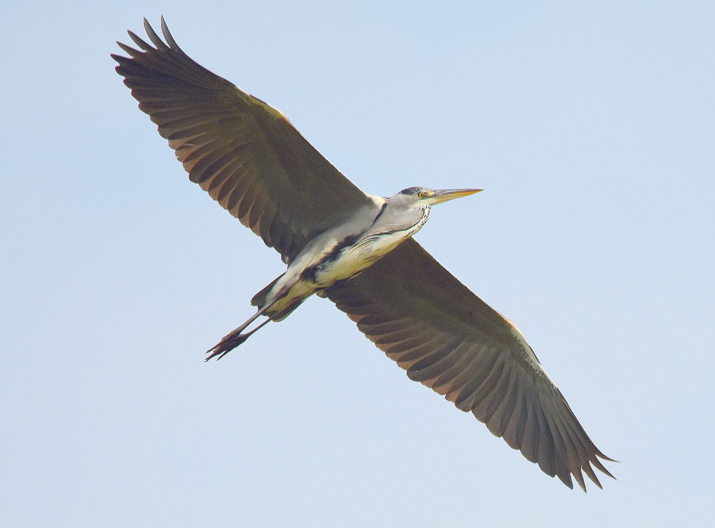 Airone cenerino in volo