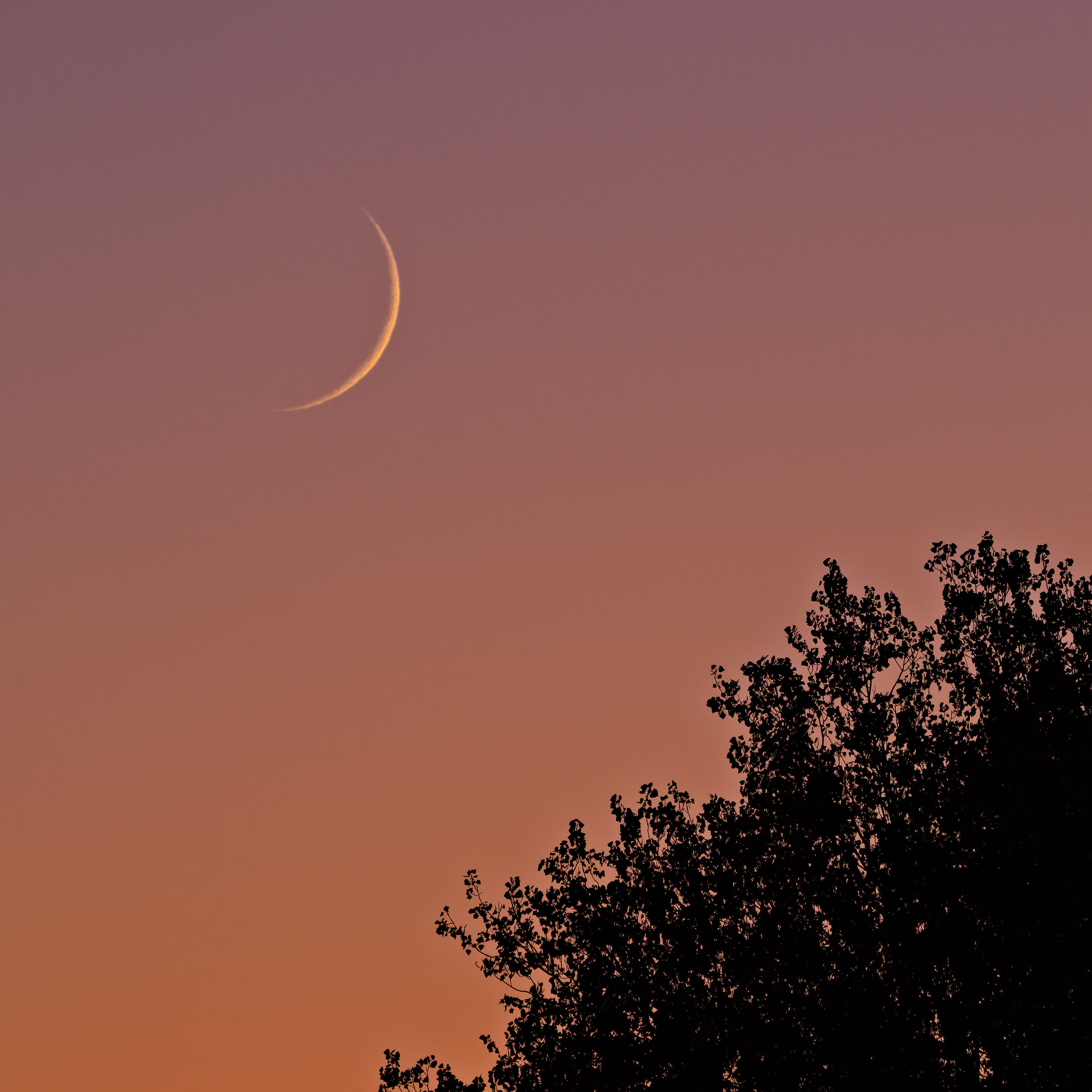 A caccia della luna nuova