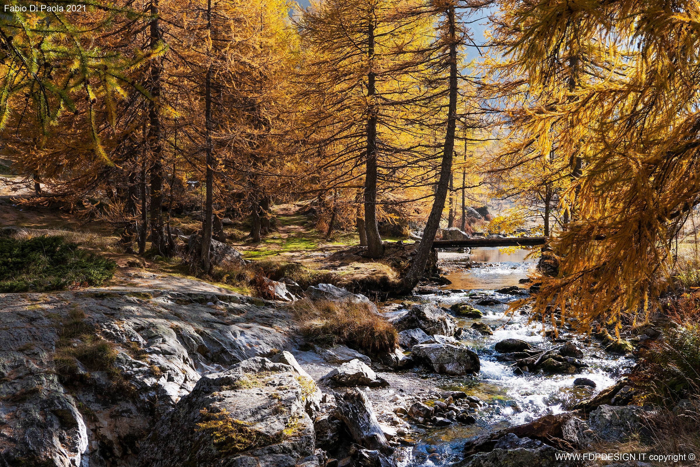 i larici e il fiume