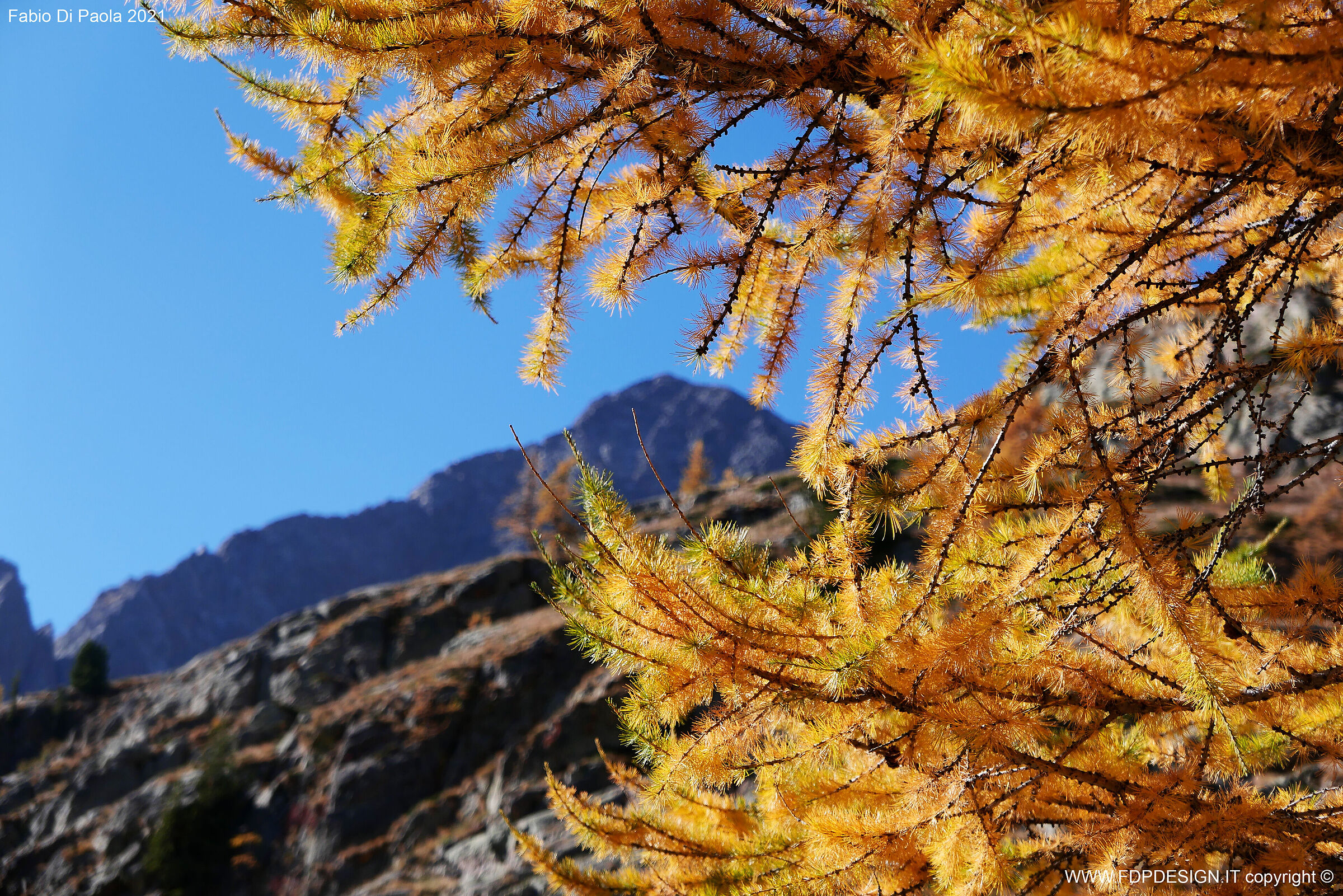 la montagna e i larici