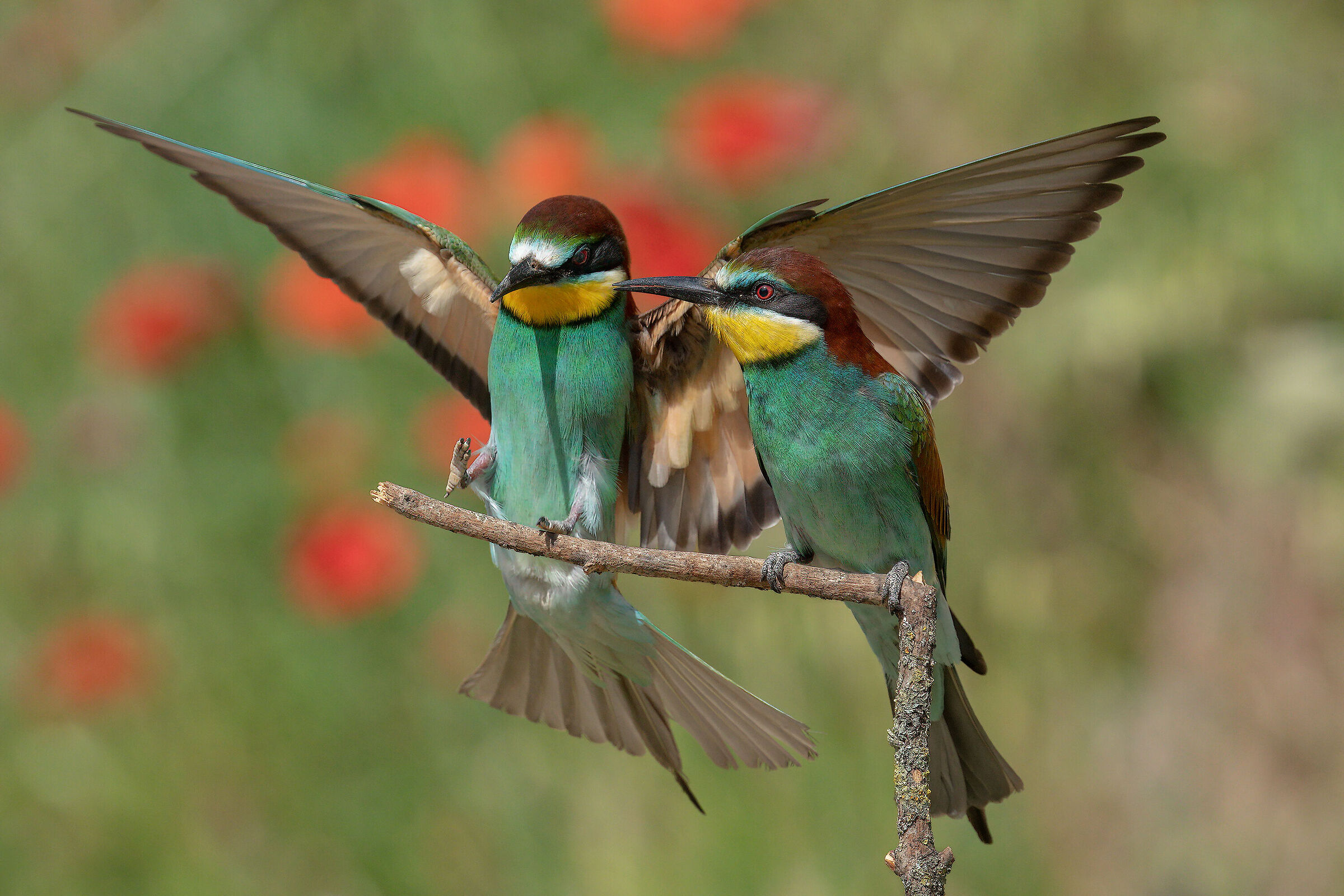 Bee-bee-bee coming to the rooler.