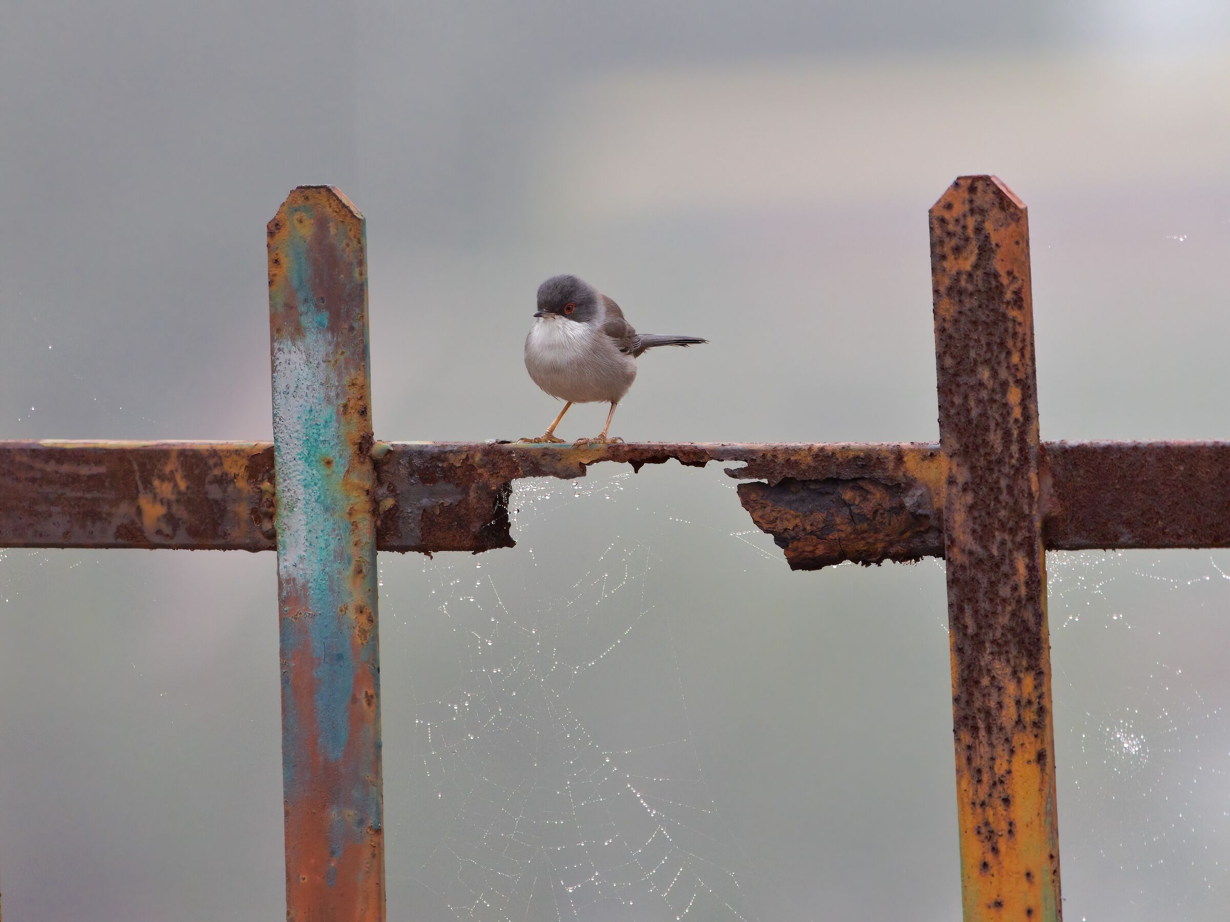 Occhiocotto on (spider)canvas