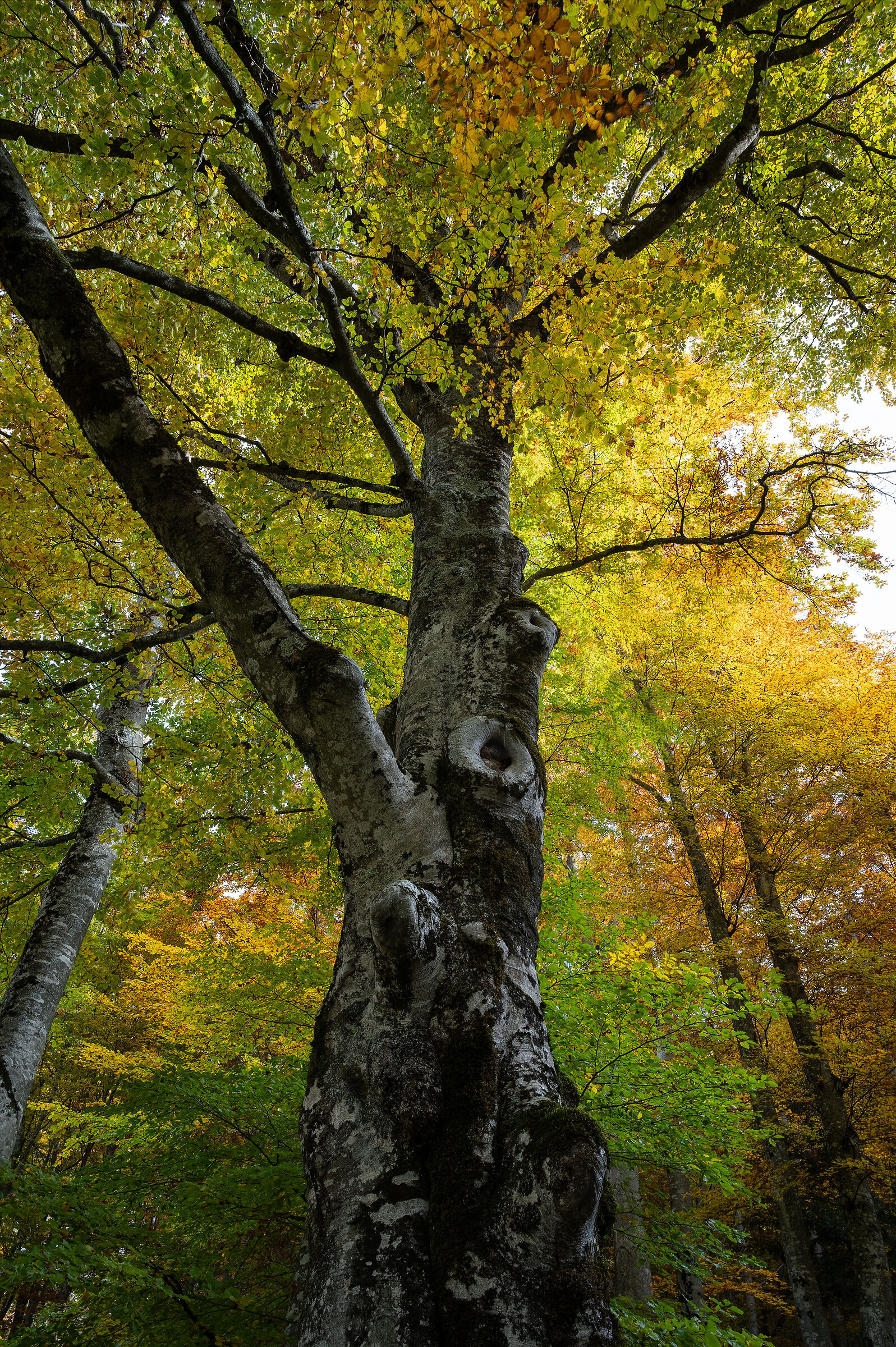 Alberi in autunno (Trentino - Italia)