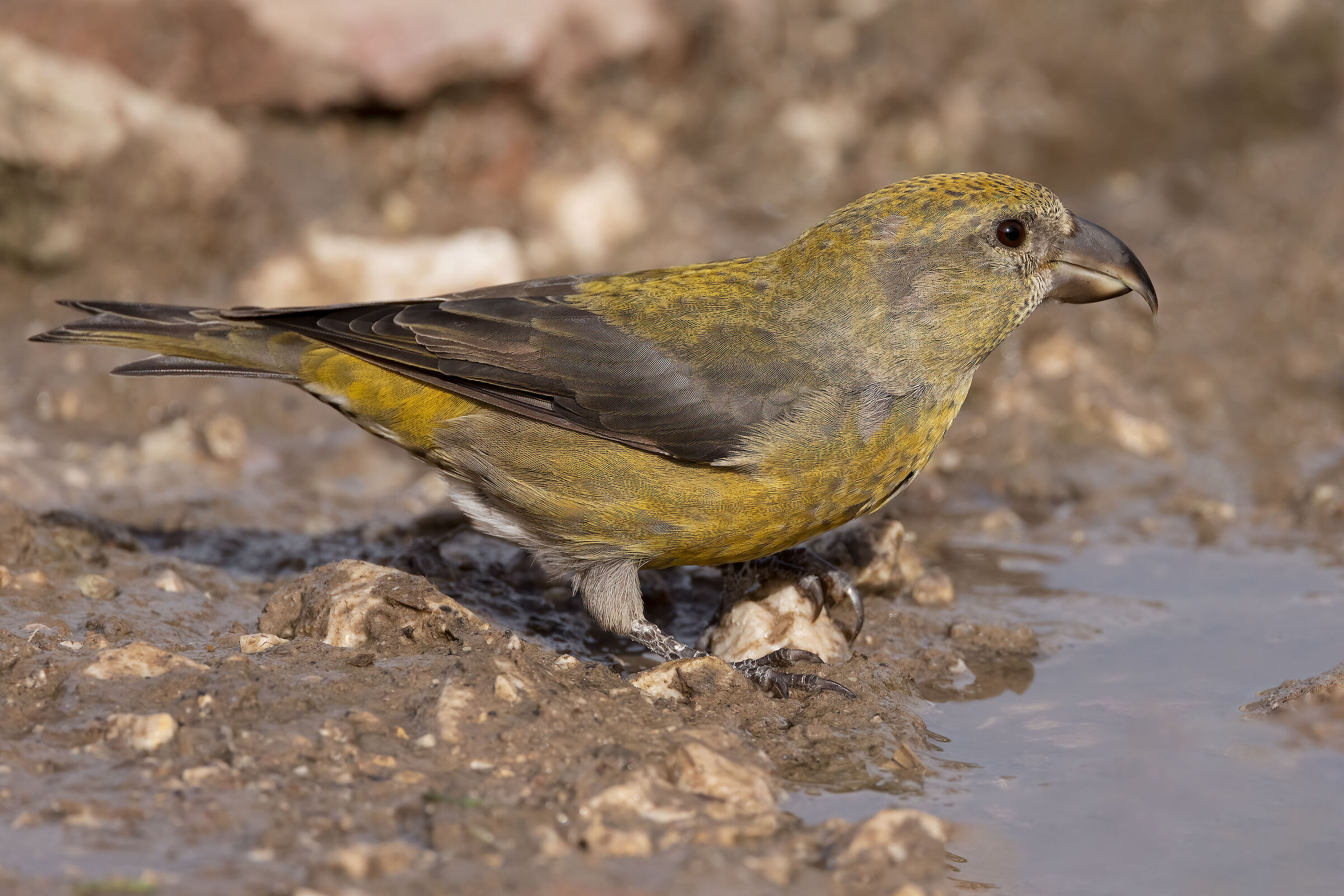 Cruises (Loxia curvirostra)