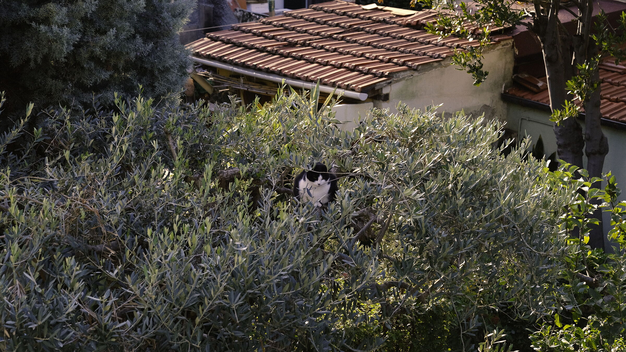 ... l' Intruso