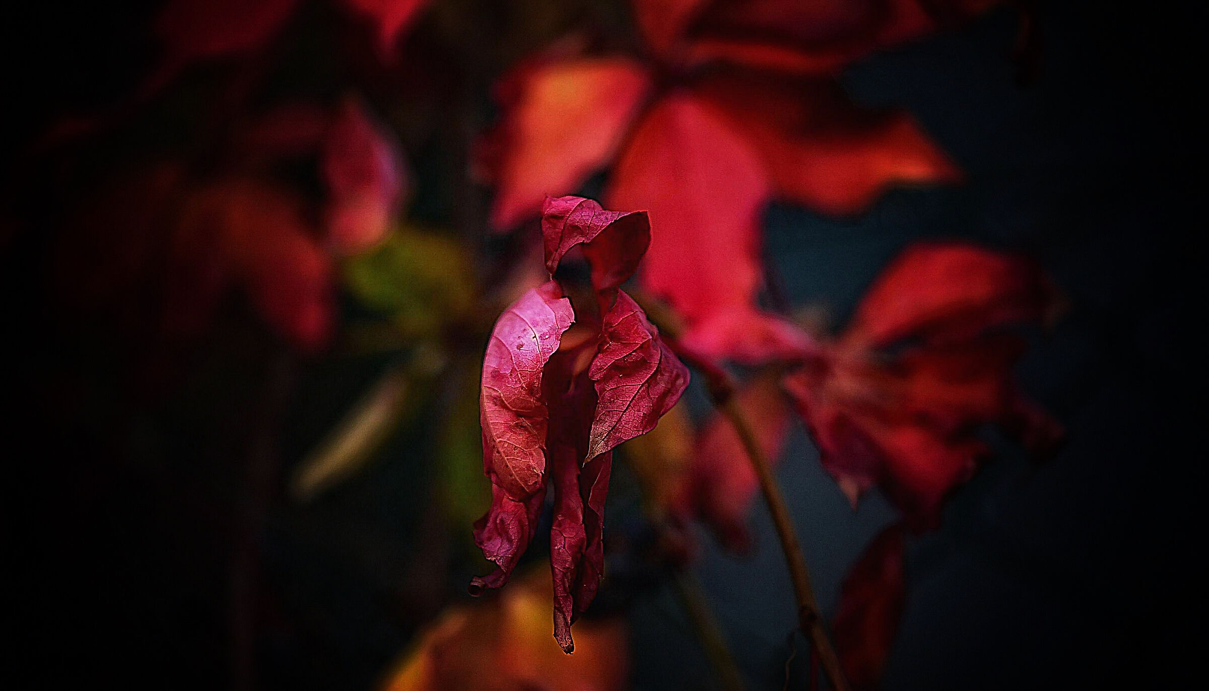 Il colore dell'autunno