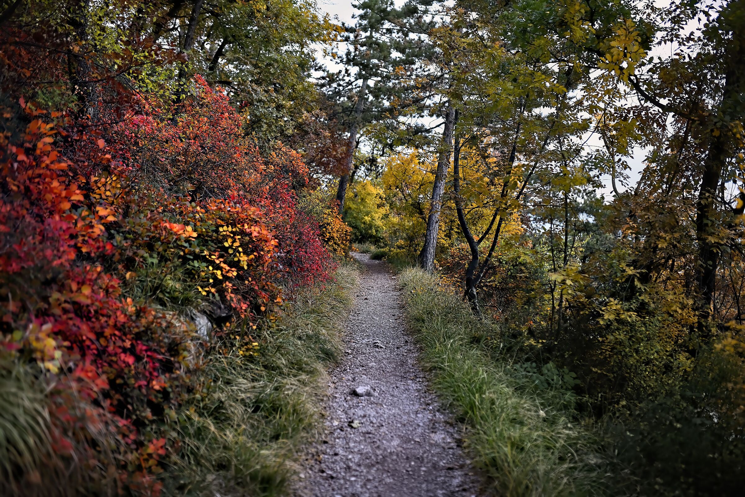 Karst path...