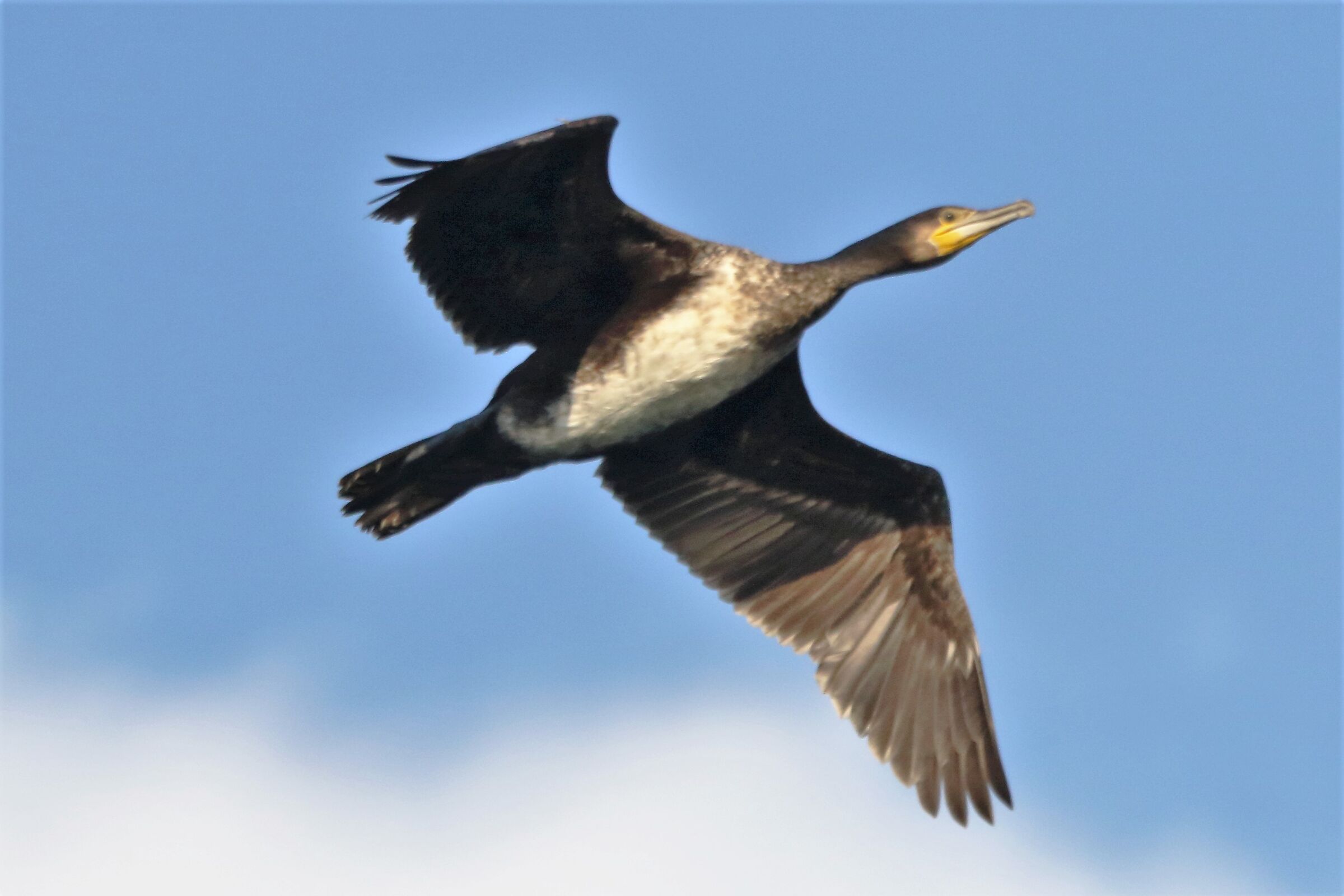 cormorant