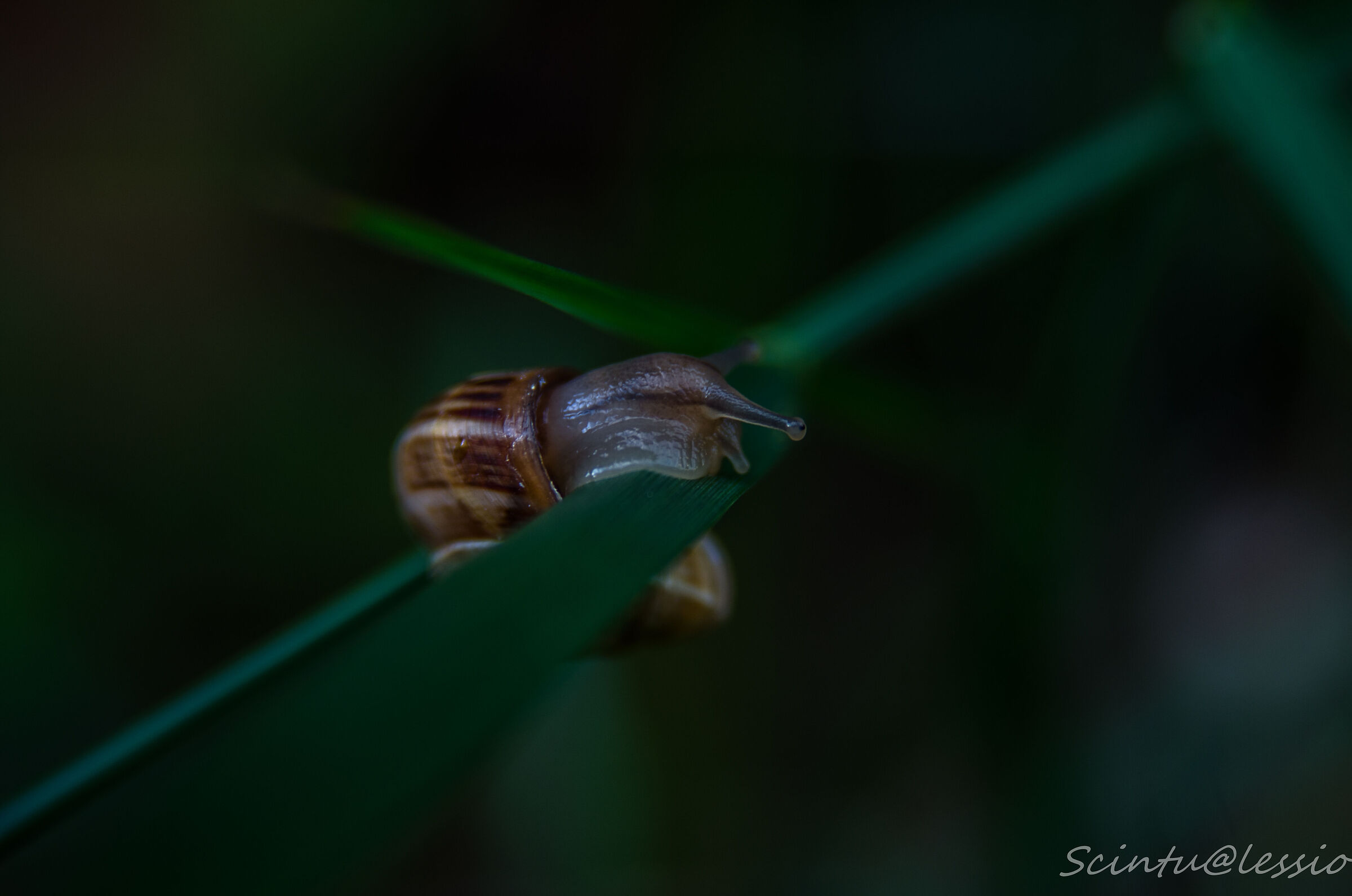 Lumaca in... prospettiva