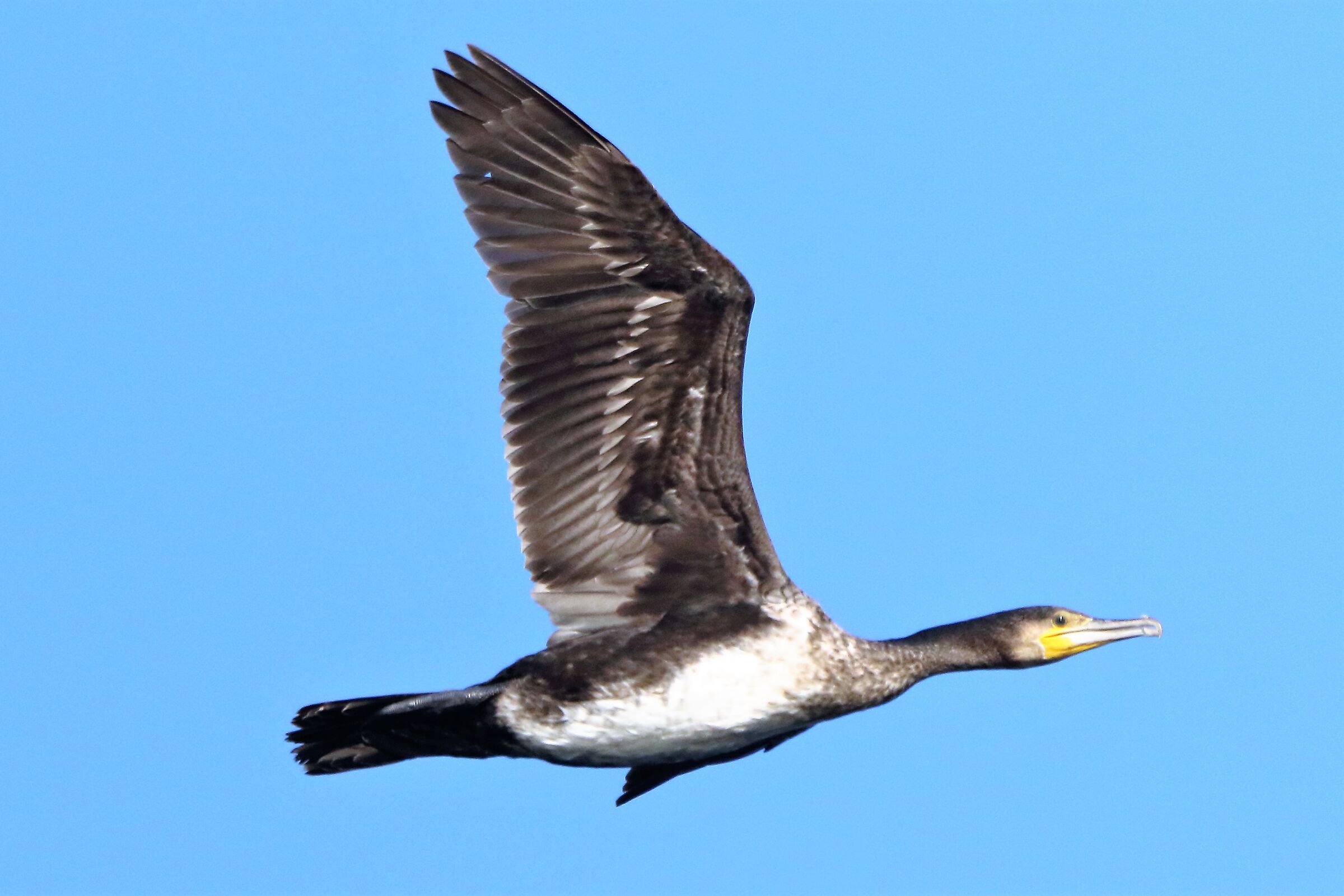 cormorant