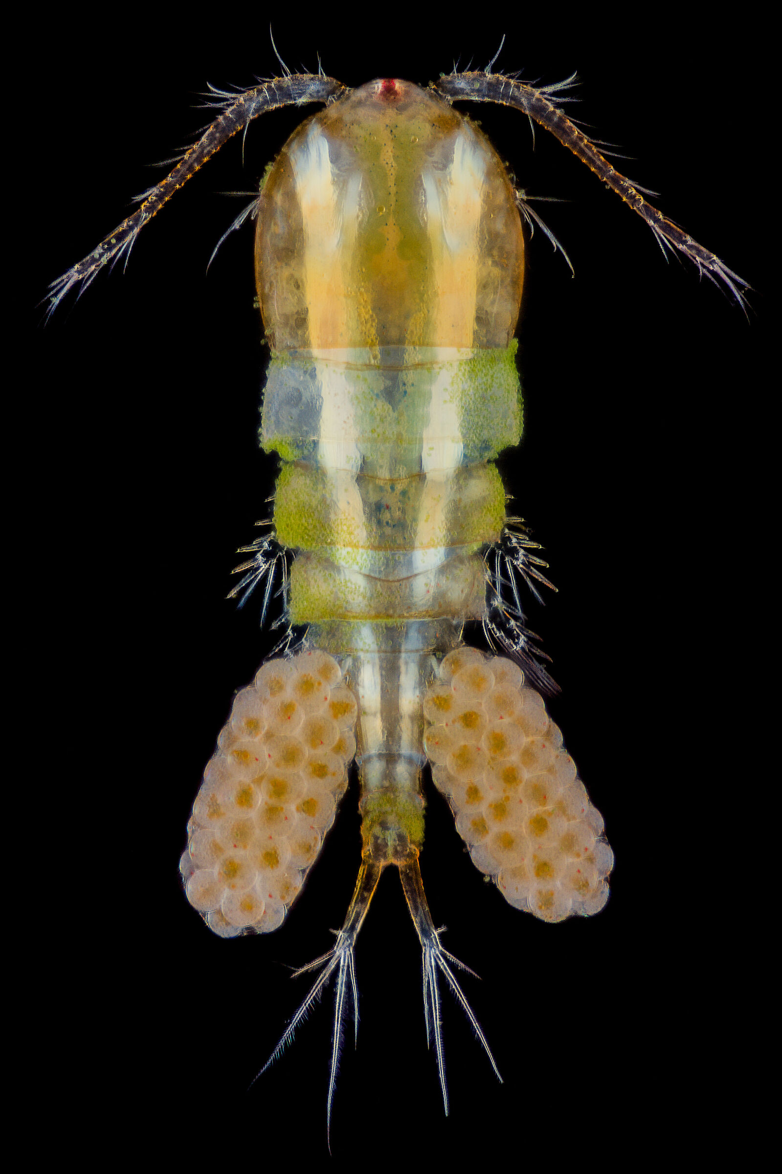 Femmina di Cyclops con le uova