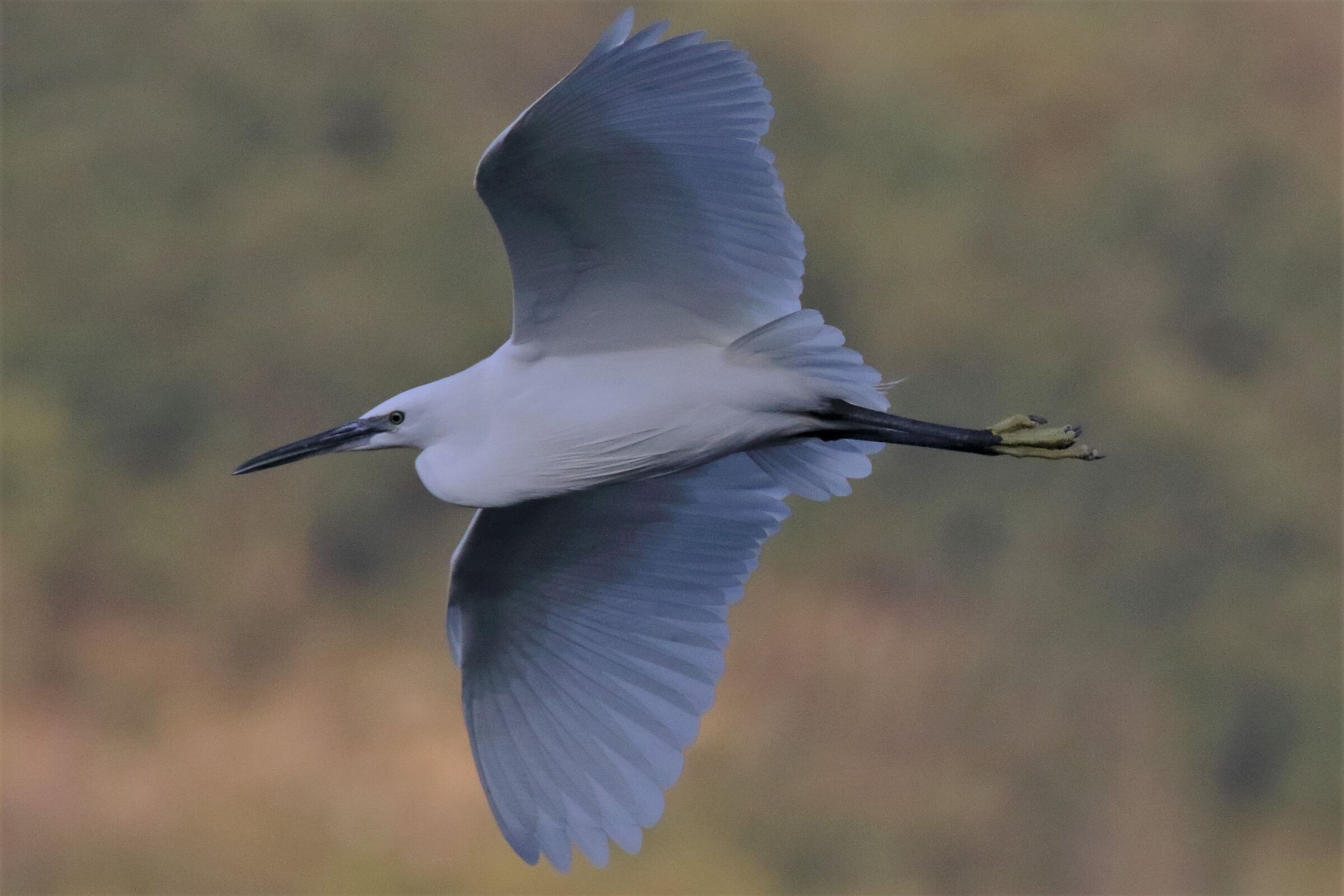 egret