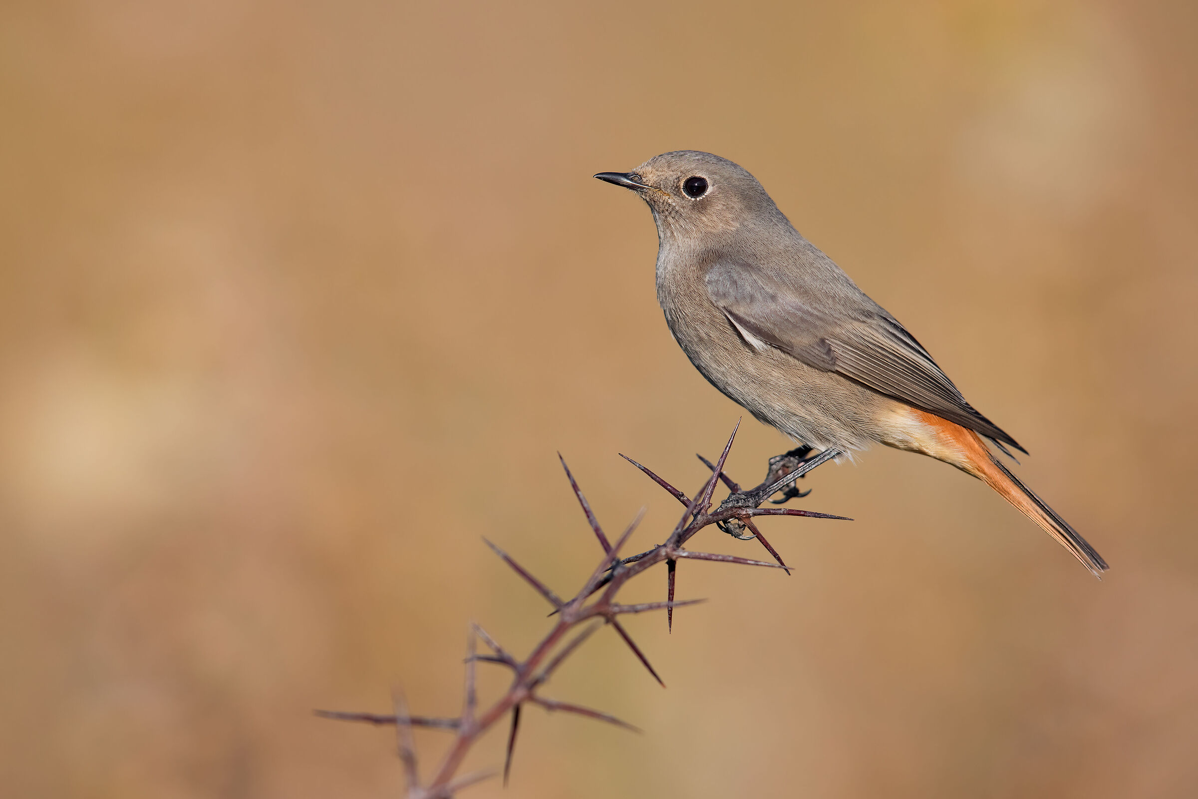 Codirosso Spz Femmina/Imma