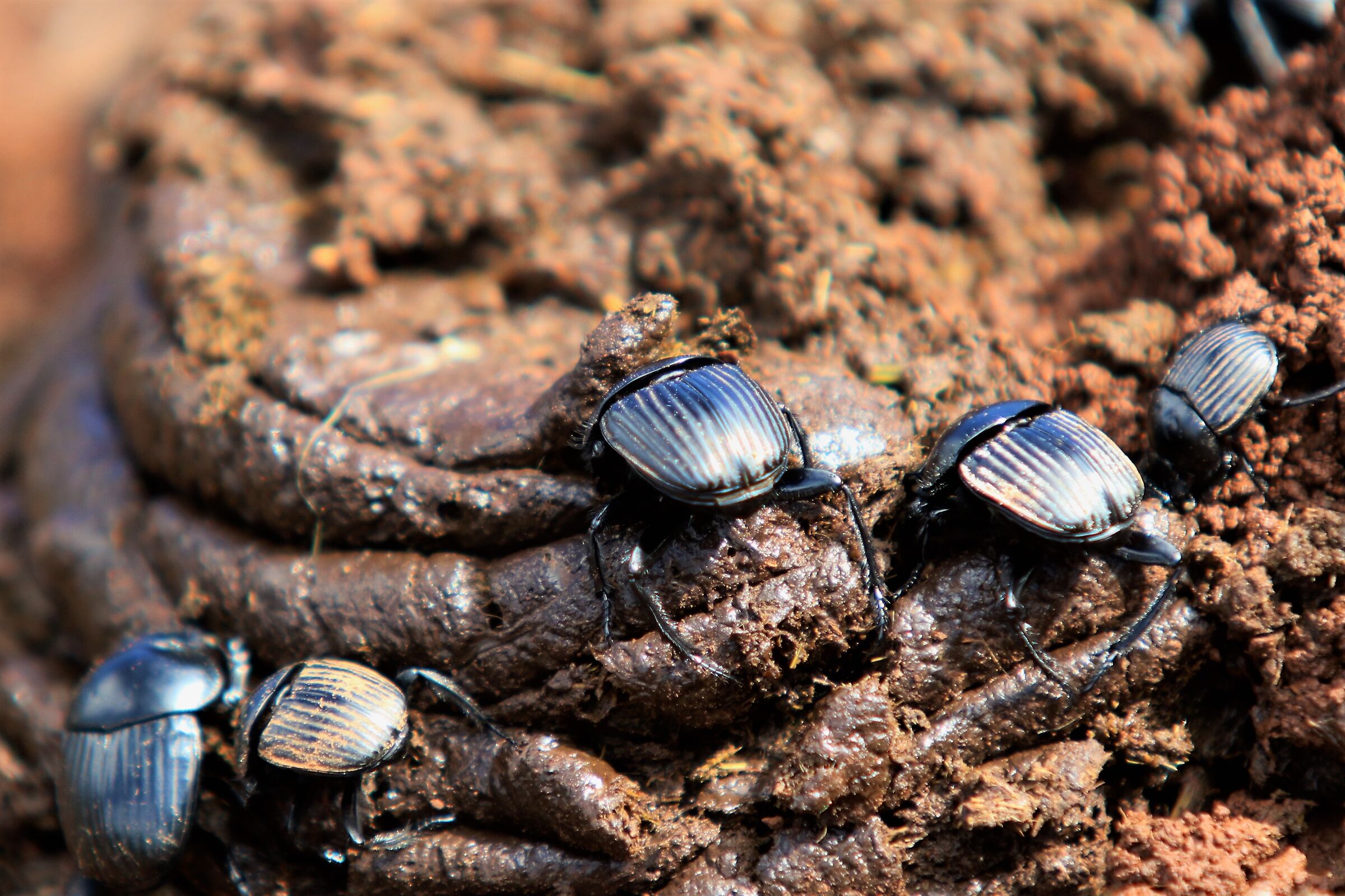 Scarabeo stercorario