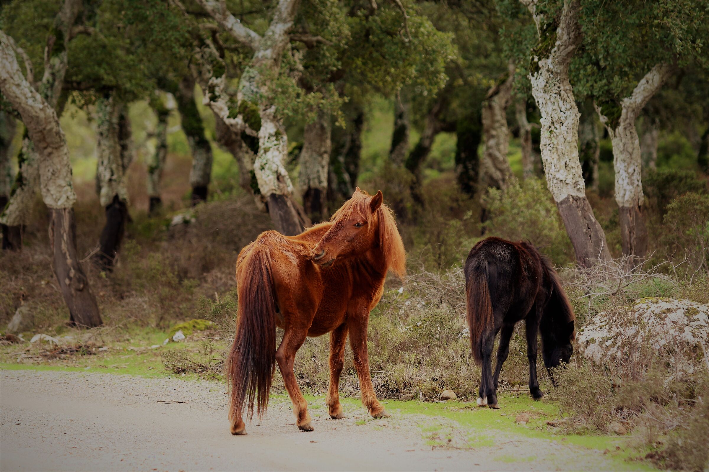 Cavallino della giara di Gesturi