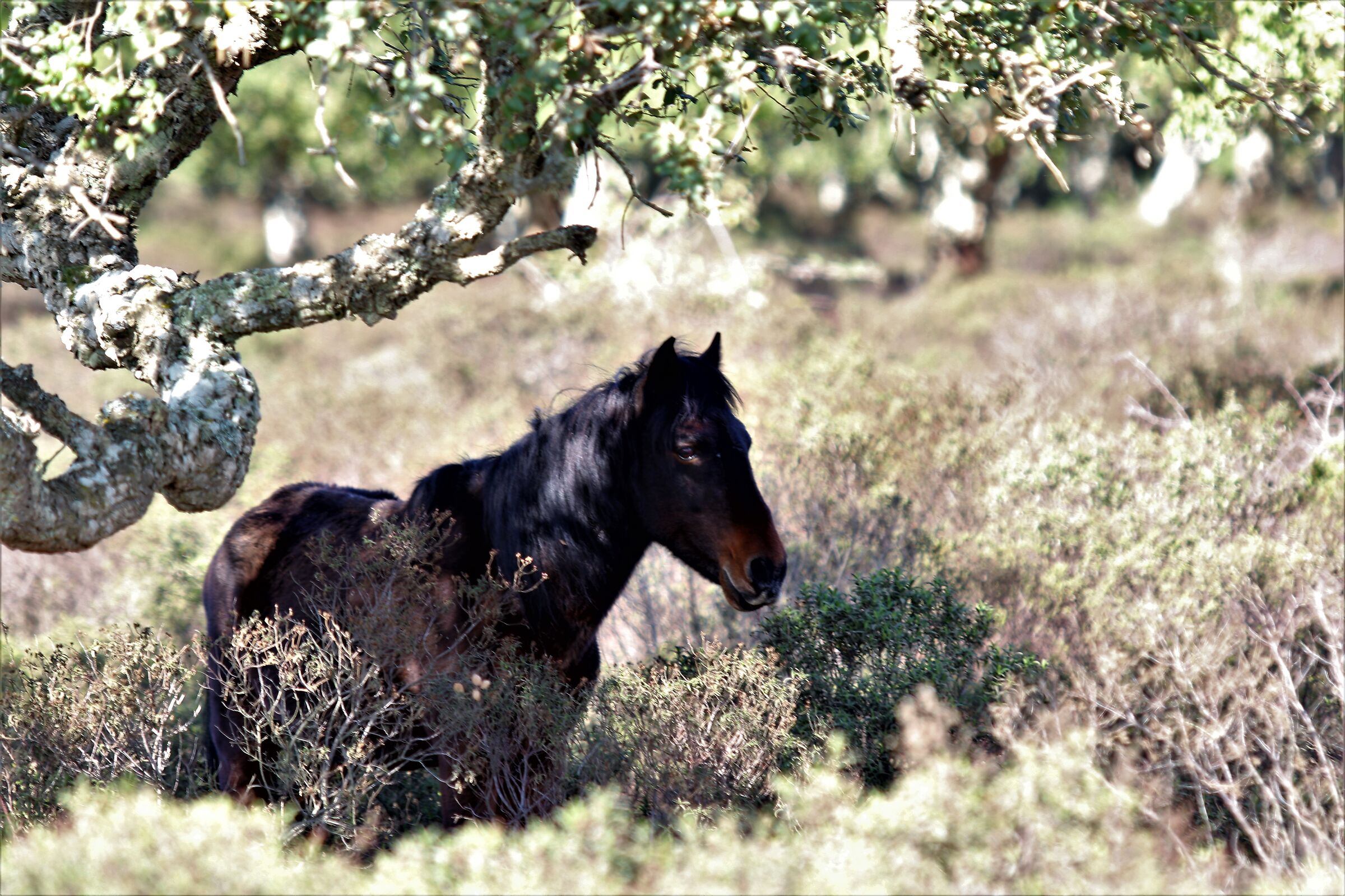 Cavallino della giara di Gesturi