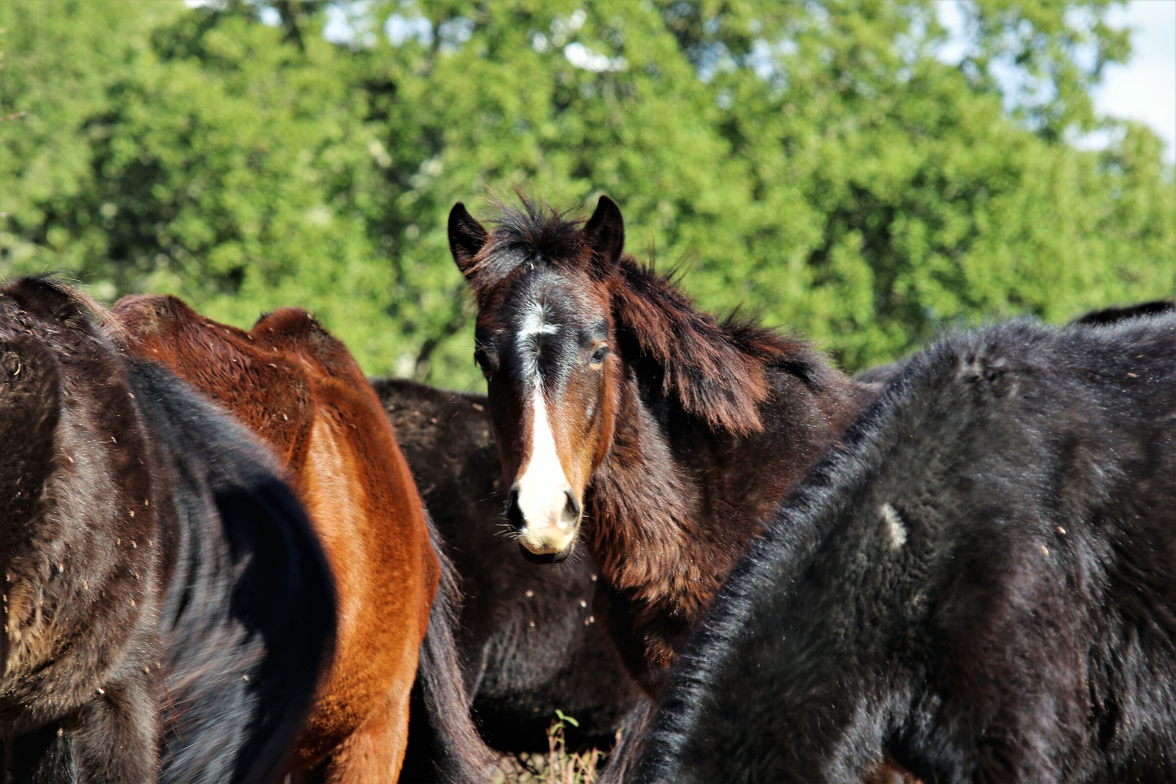 Cavallino della giara di Gesturi