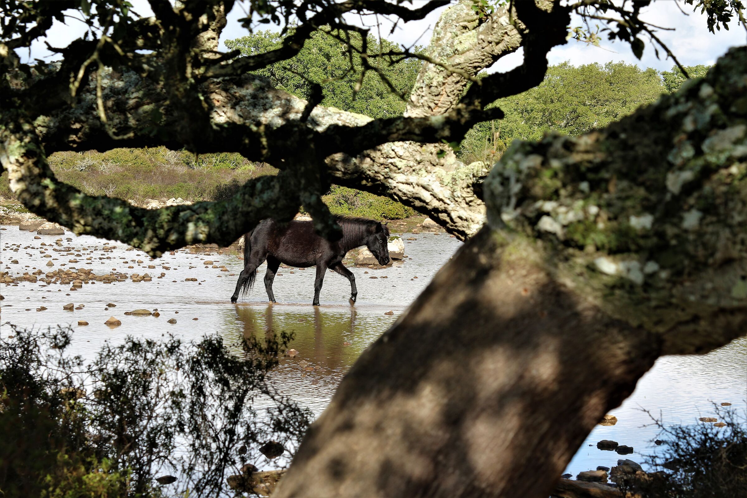 Cavallino della giara di Gesturi