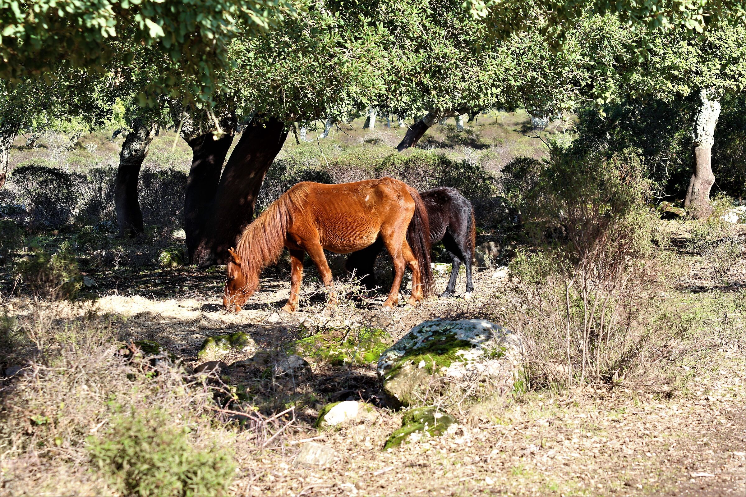 Cavallino della giara di Gesturi