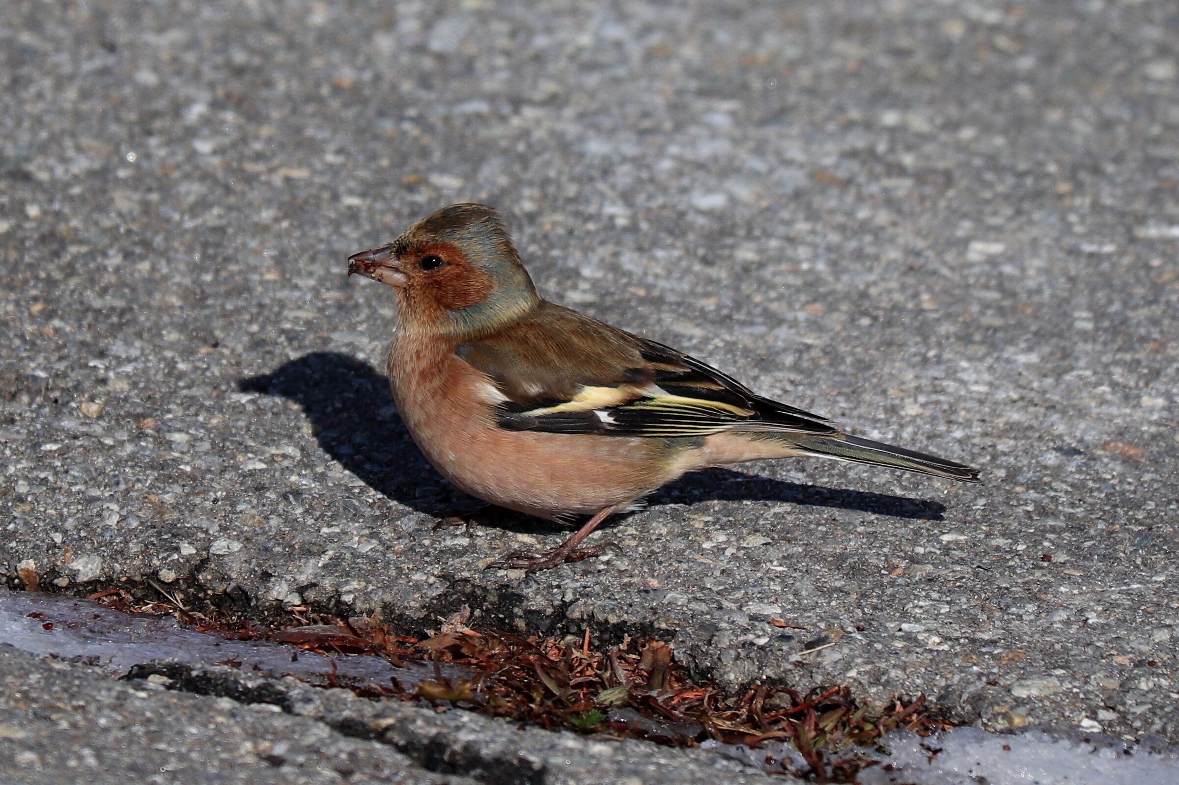 Common Chaffinch