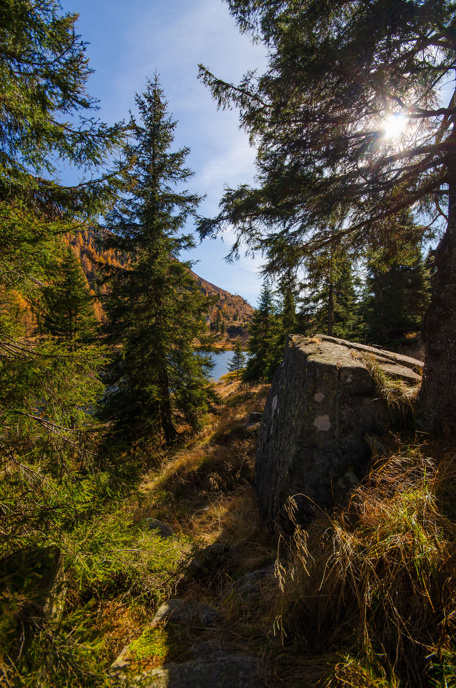 Glimpse from the woods