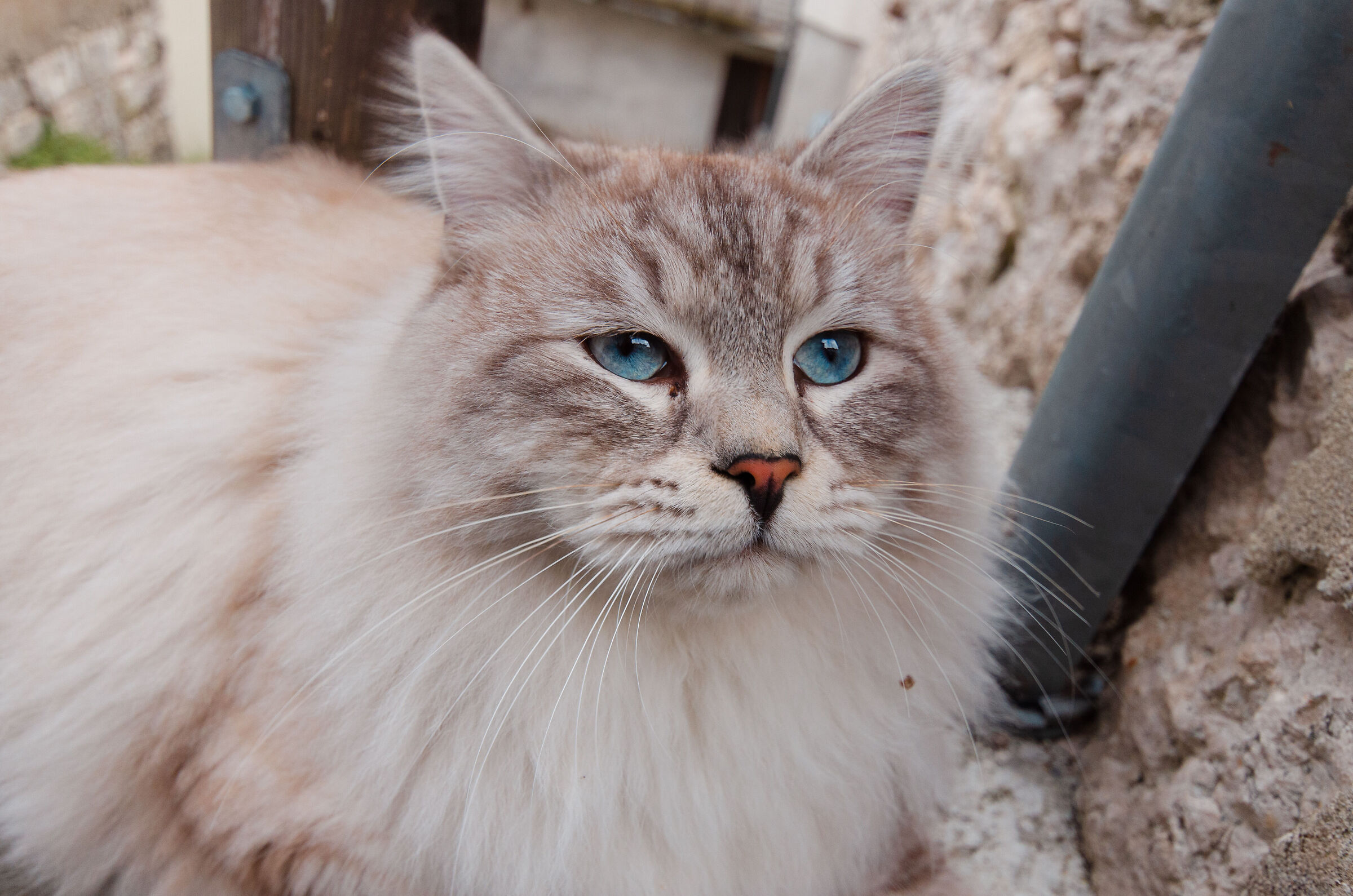 Blue-eyed cat