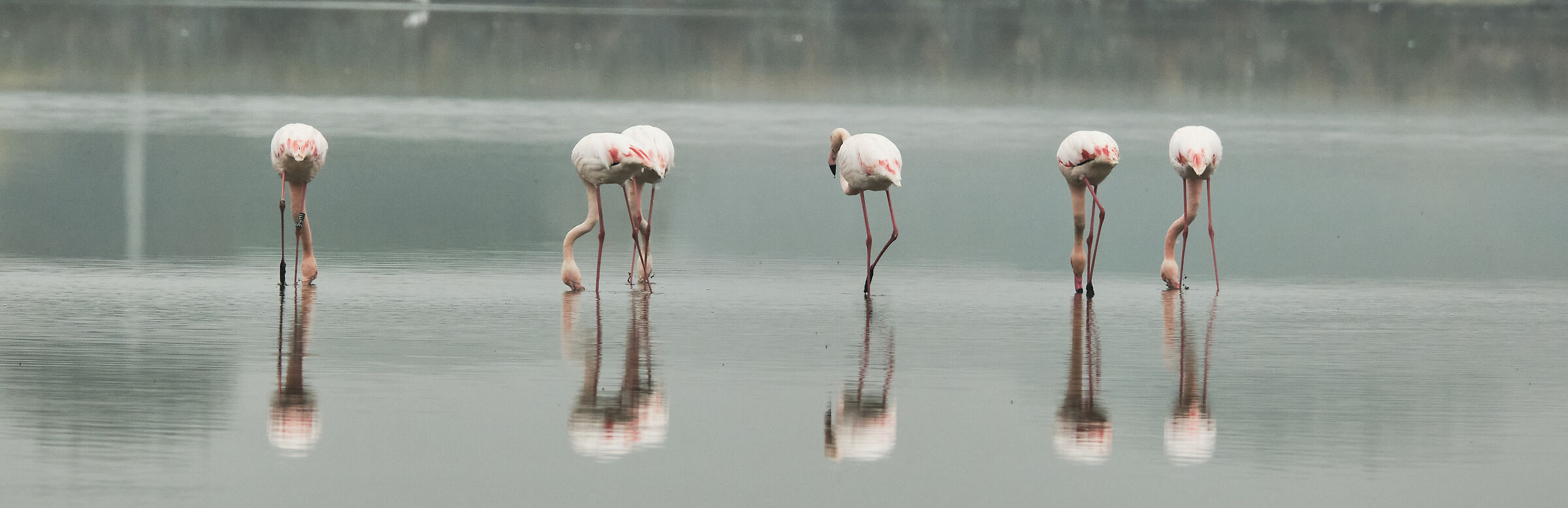 Fenicotteri a Cervia