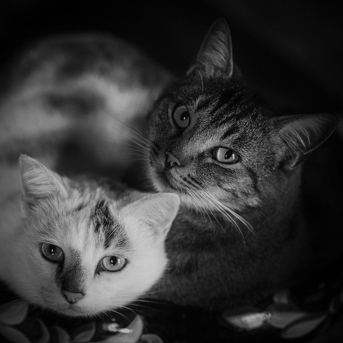 Inseparable friends