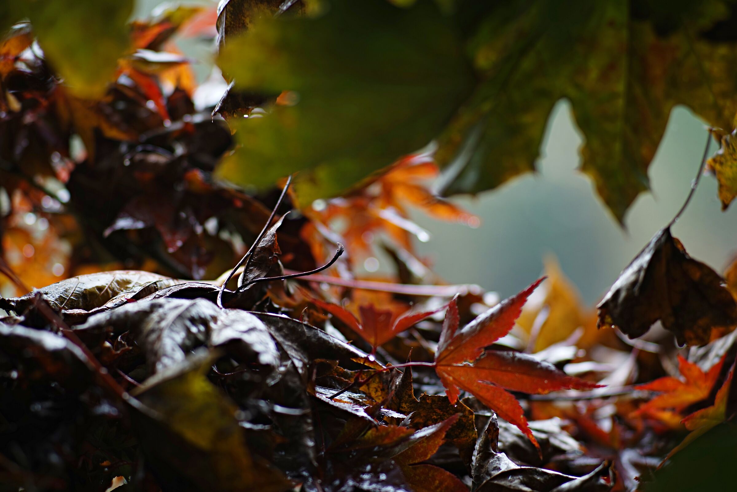 Fra le foglie di un acero III