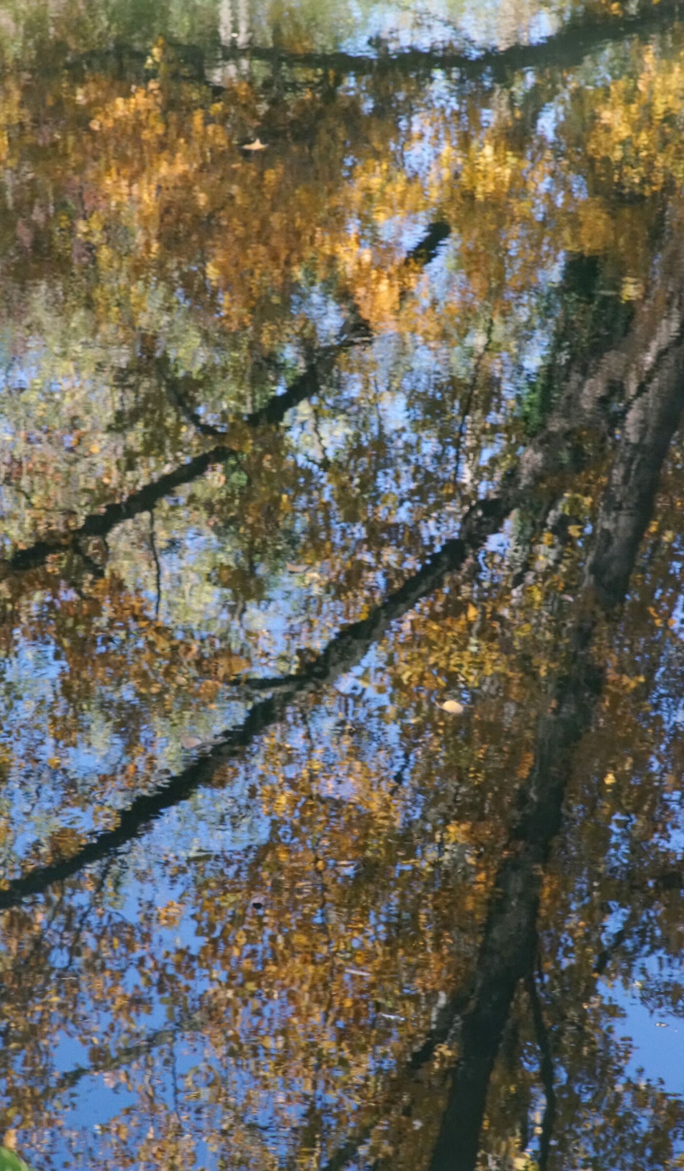 Riflessi di piante d'autunno nel fiume I