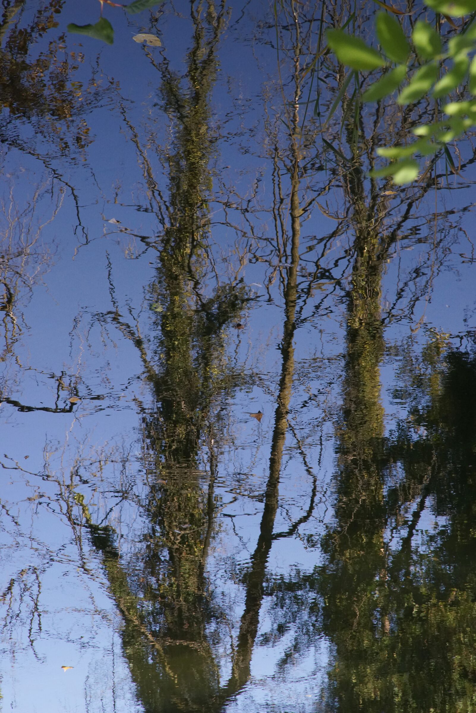 Riflessi di piante d'autunno nel fiume III