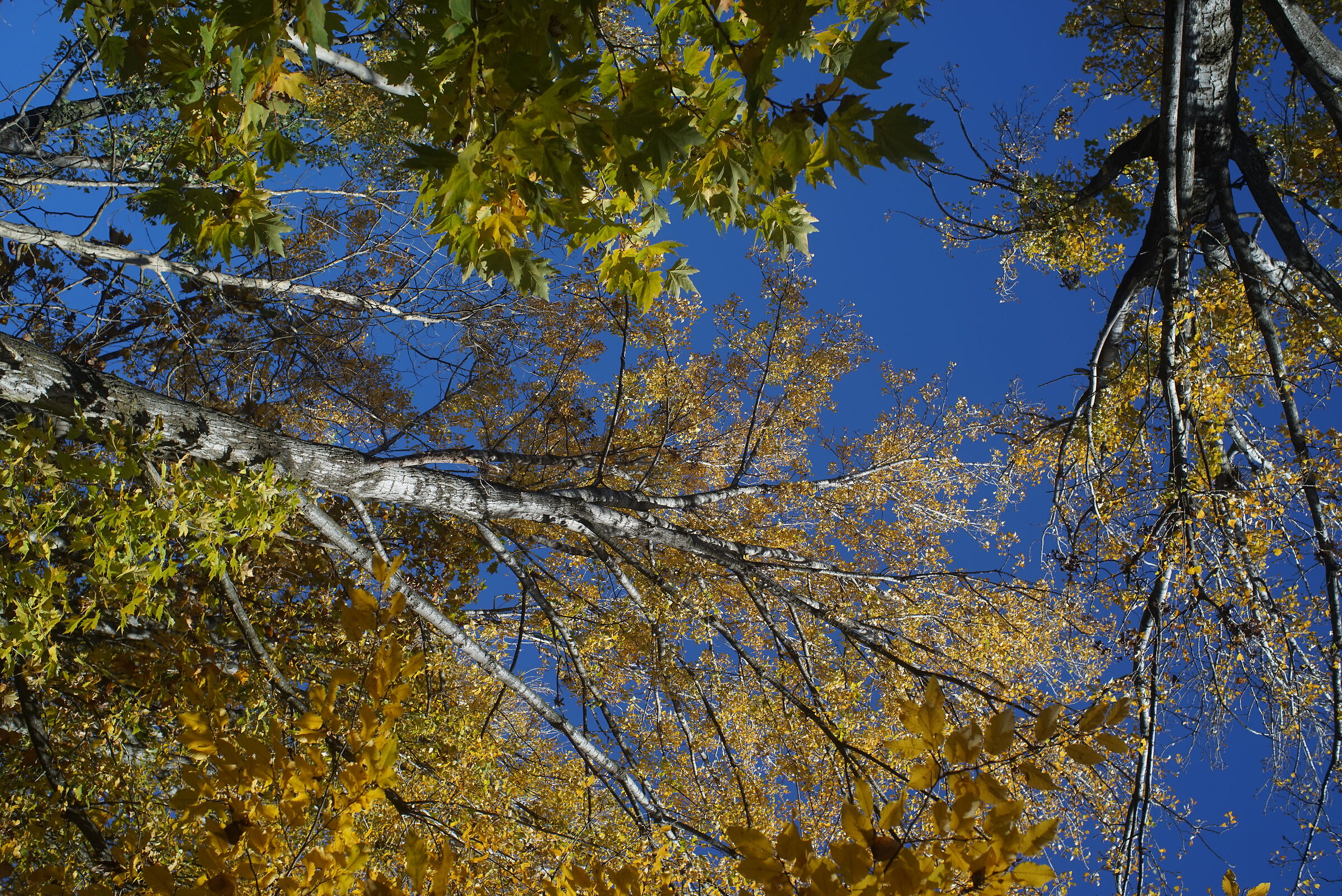 Guardo verso l'alto II